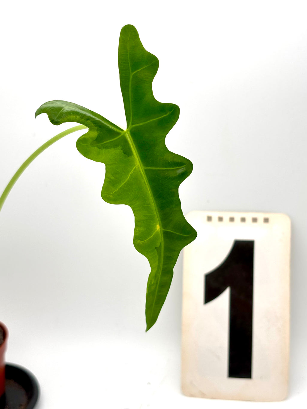 Variegierte Alocasia Portei Pflanze von Exotic-Flowers mit großen grünen Blättern und weißen Mustern.