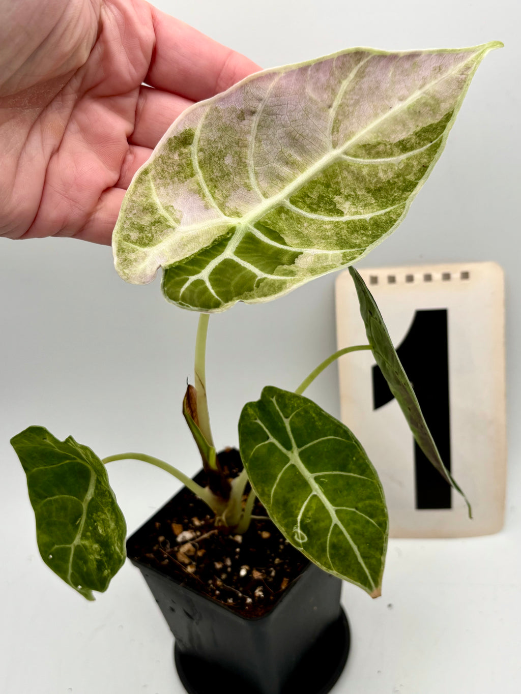 Alocasia Watsoniana Doff Variegata, exotische Zimmerpflanze mit grün-weißen, variierten Blättern, von Exotic-Flowers.