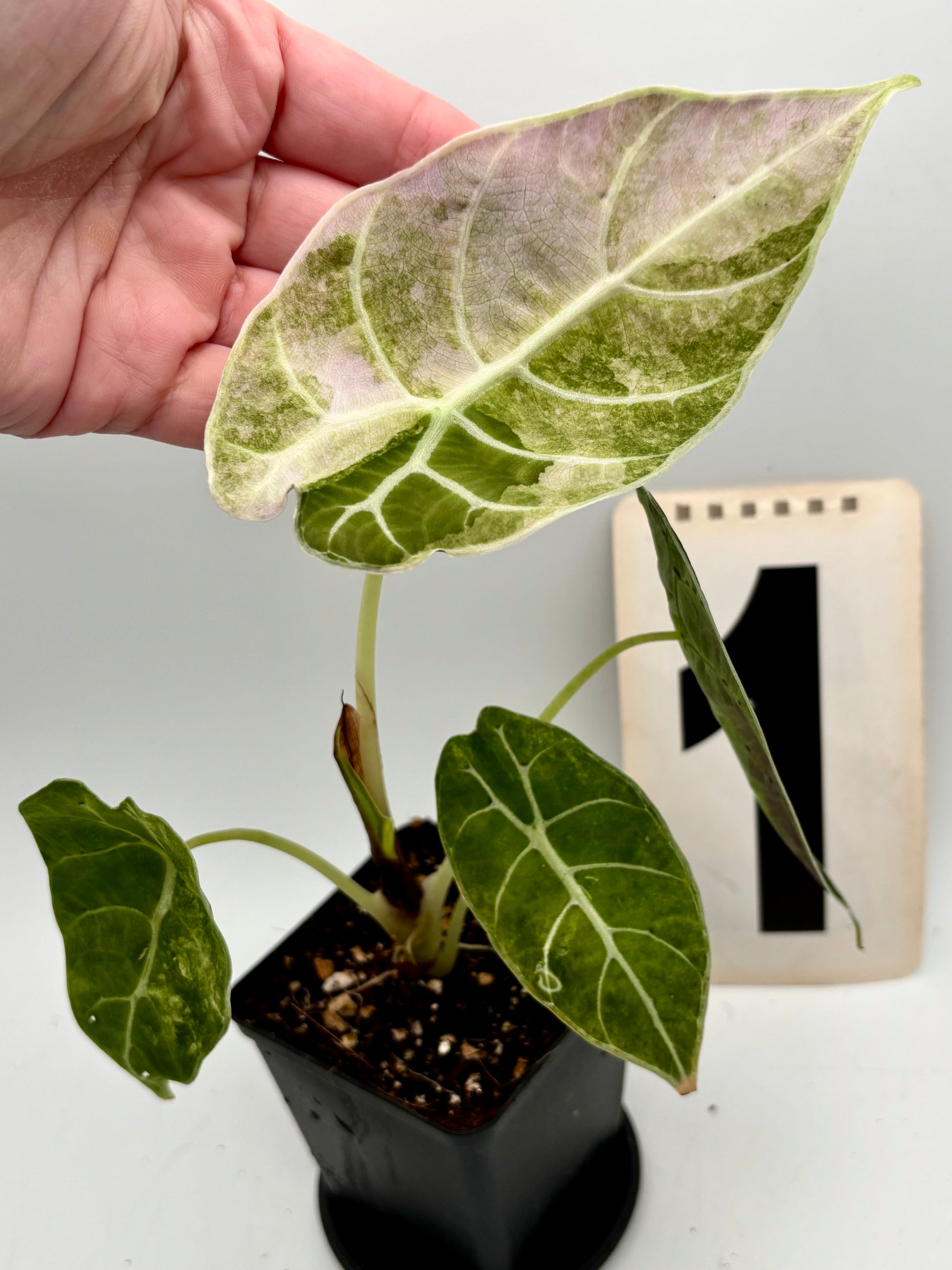 Alocasia Watsoniana Doff Variegata, exotische Zimmerpflanze mit grün-weißen, variierten Blättern, von Exotic-Flowers.