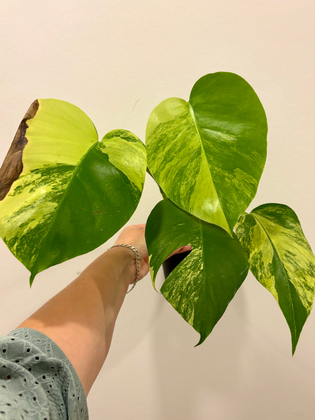 Essbare Monstera Aurea Variegata Pflanze von Exotic-Flowers mit grünen und gelben Blättern, Innenraumdekoration, Topfpflanze