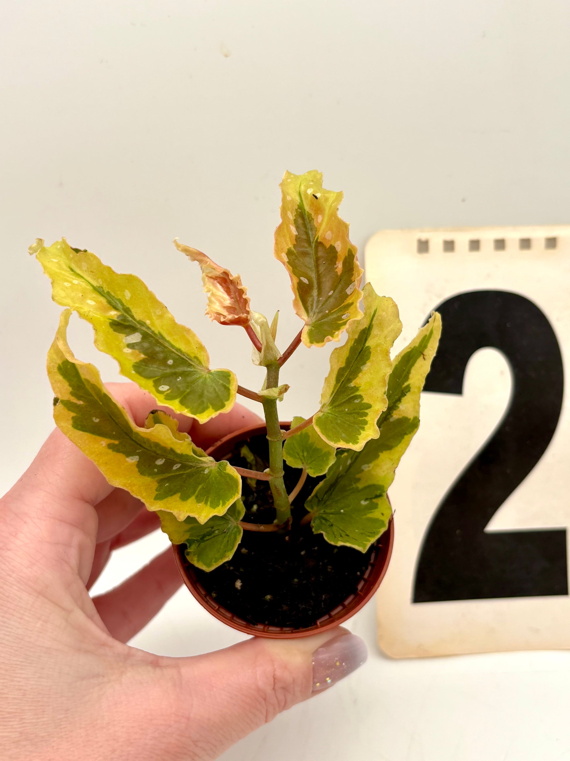 Begonia Dainty Spray Sport Variegata - Exotic-Flowers