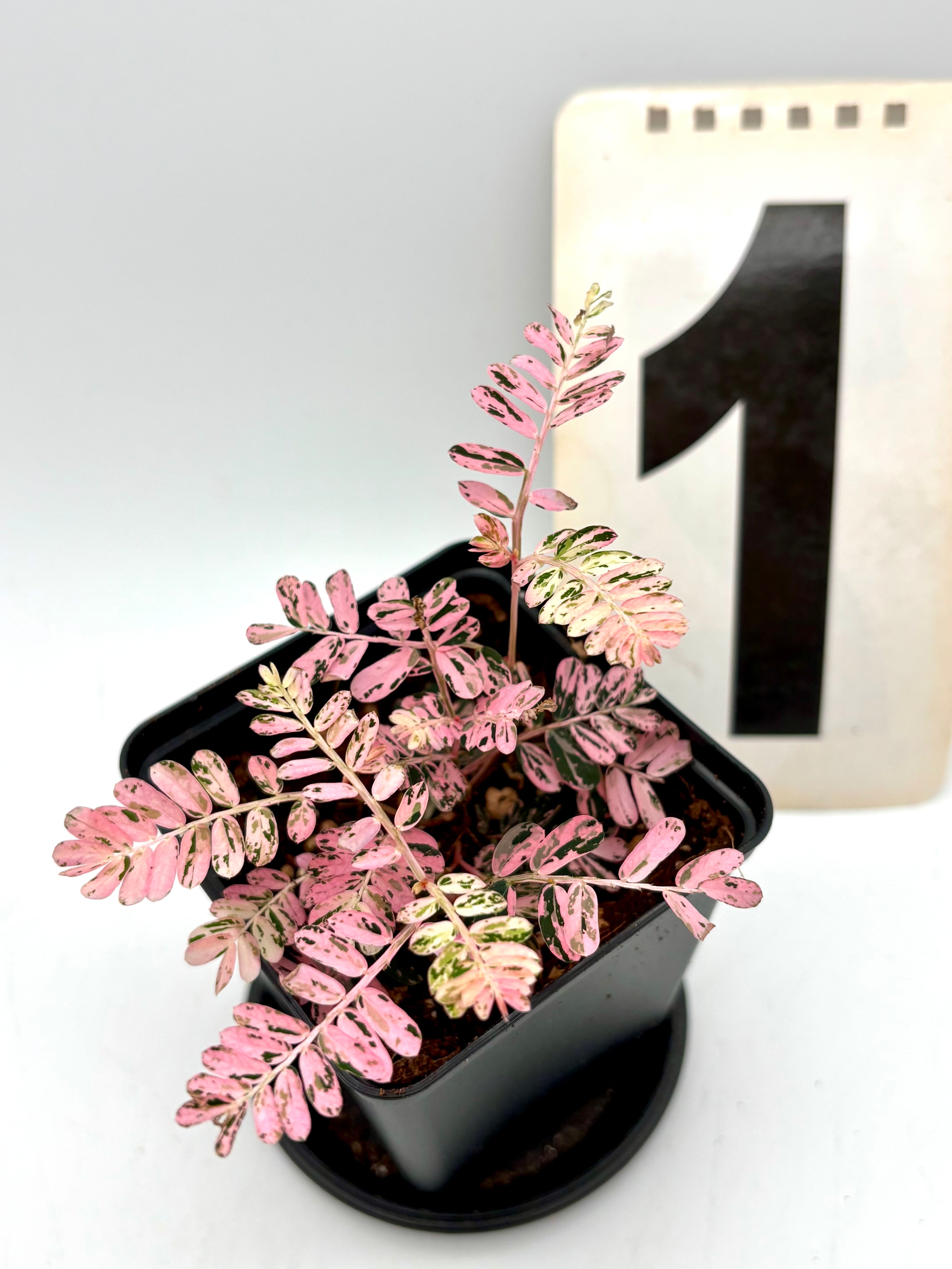 c*n様 1 Phyllanthus urinaria Variegate Phyllanthus Urinaria Pink Variegata – Exotic-Flowers