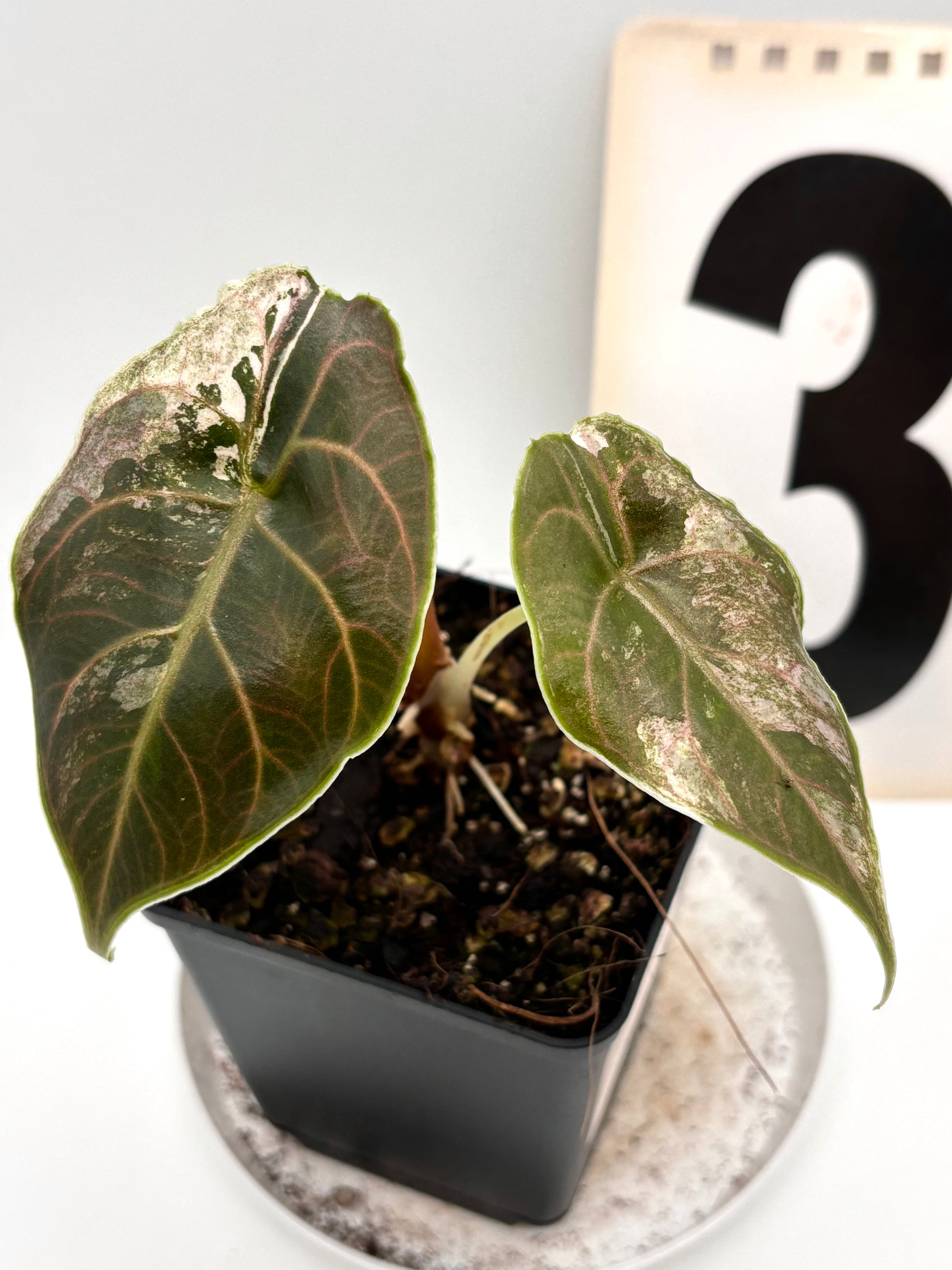 Alocasia Azlanii Variegata