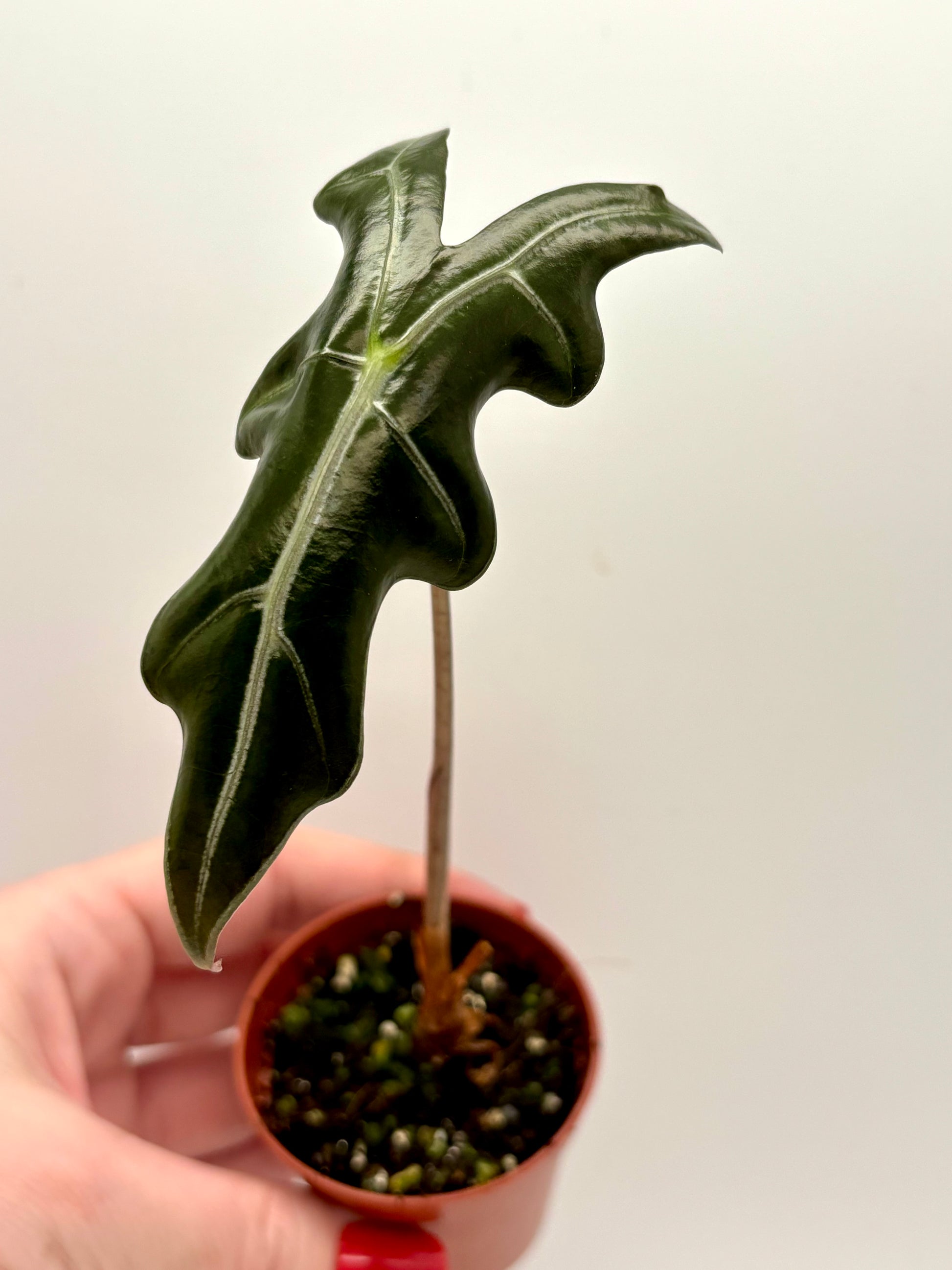 Große Alocasia Nobilis Pflanze von Exotic-Flowers mit grünen, glänzenden Blättern auf einem Topf stehend