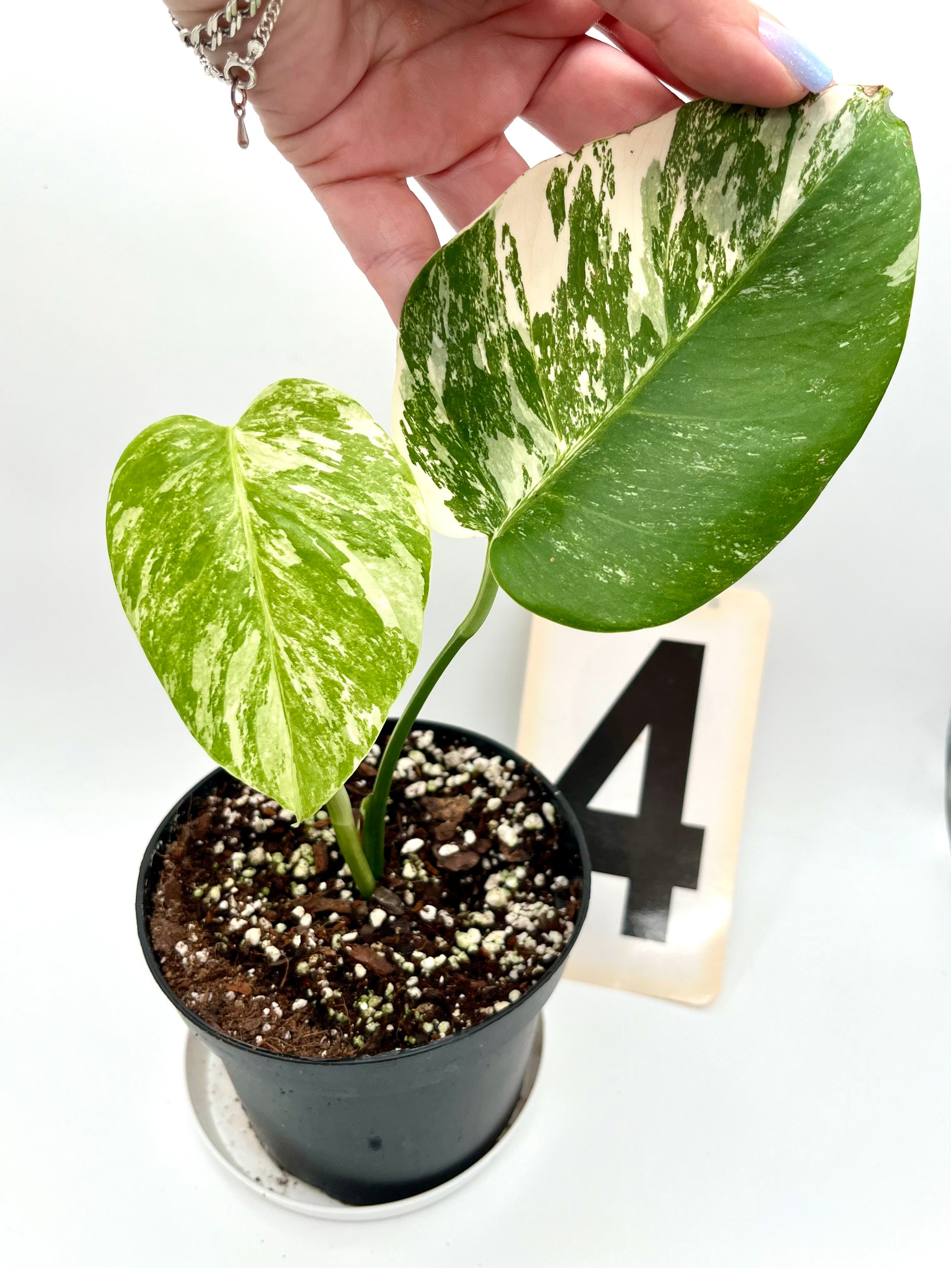 Monstera Variegata