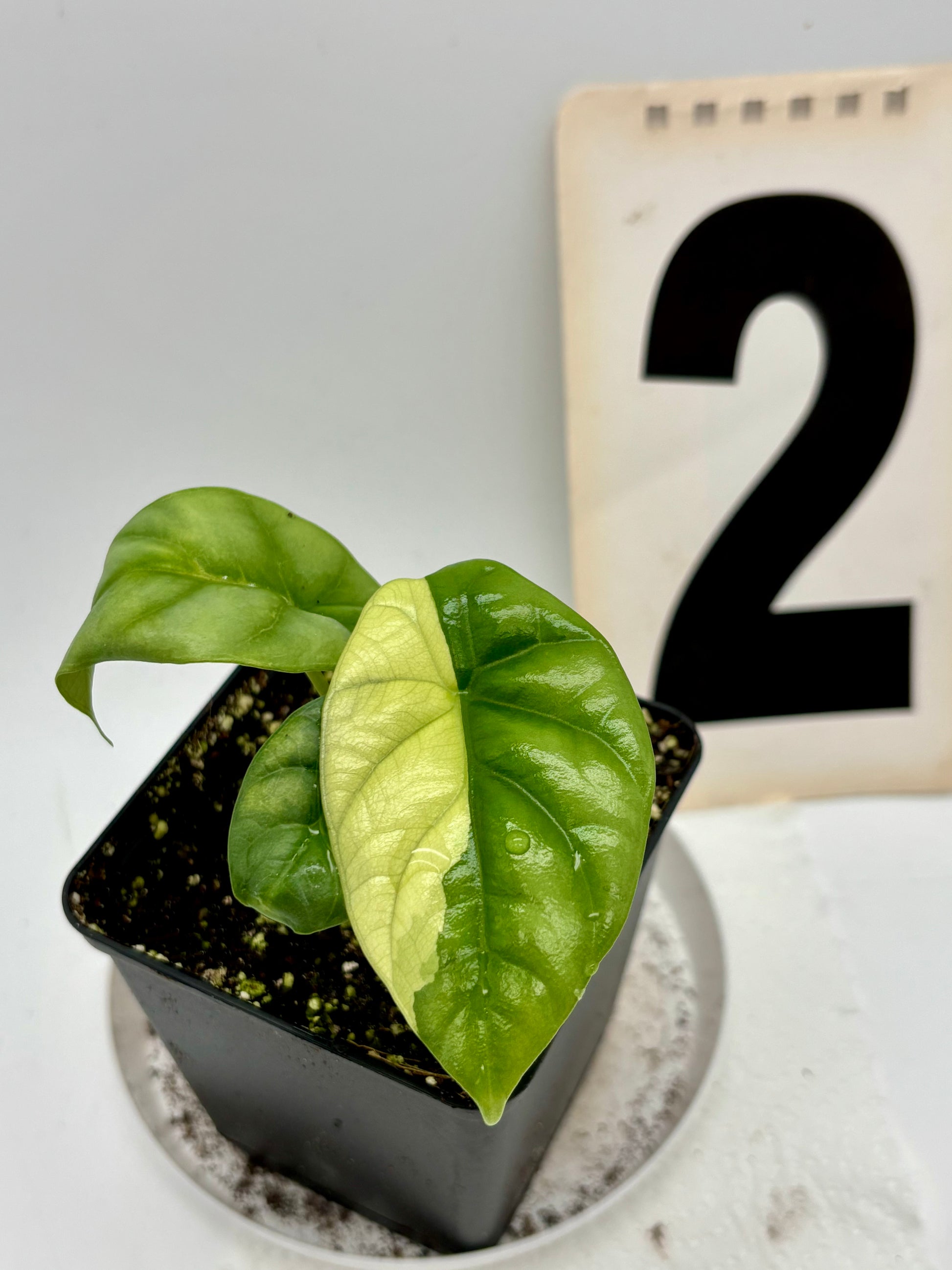 Alocasia Sinuata Variegata