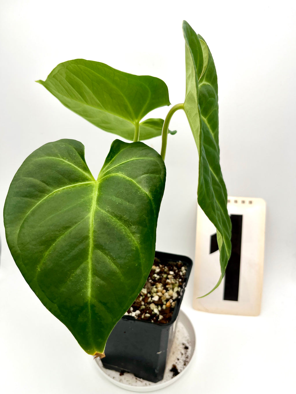 Anthurium Magnificum