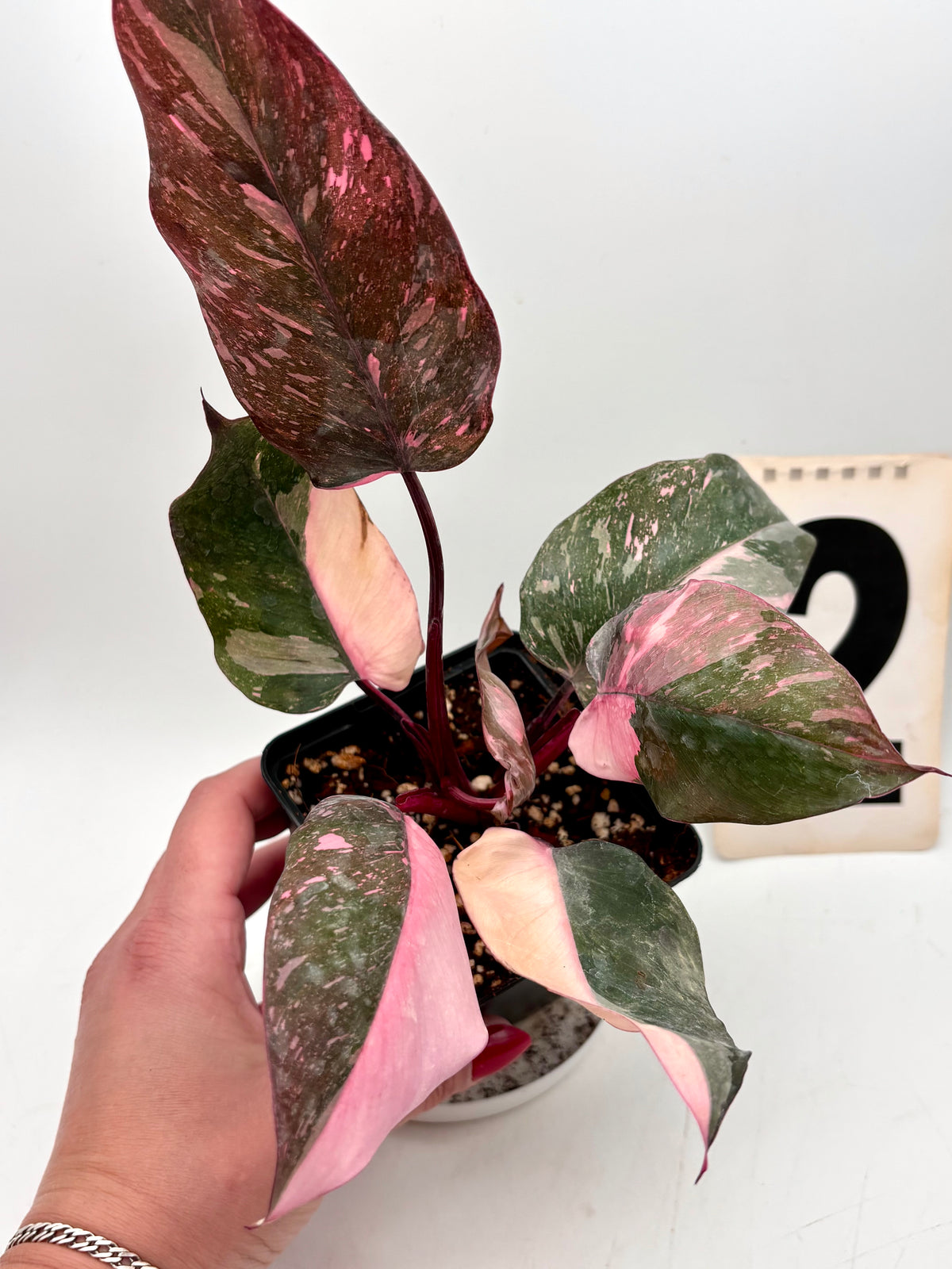Philodendron Pink Princess Marble Pflanze mit rosa und grünen Blättern, exotische Zimmerpflanze von Exotic-Flowers