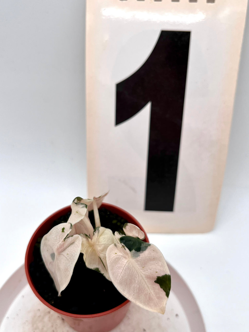 Alocasia Balloon Heart Variegata