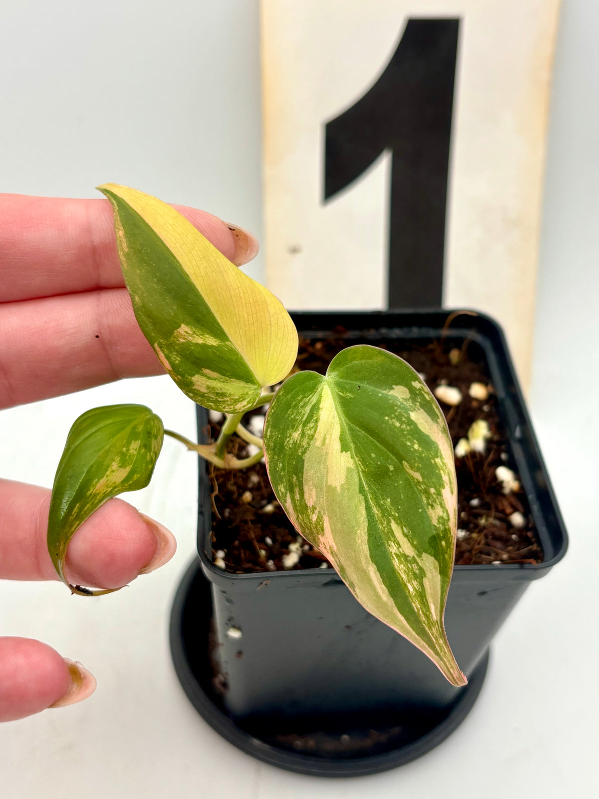 Philodendron Micans Variegata von Exotic-Flowers mit grünen und variegierten Blättern, Nahaufnahme der Pflanze.