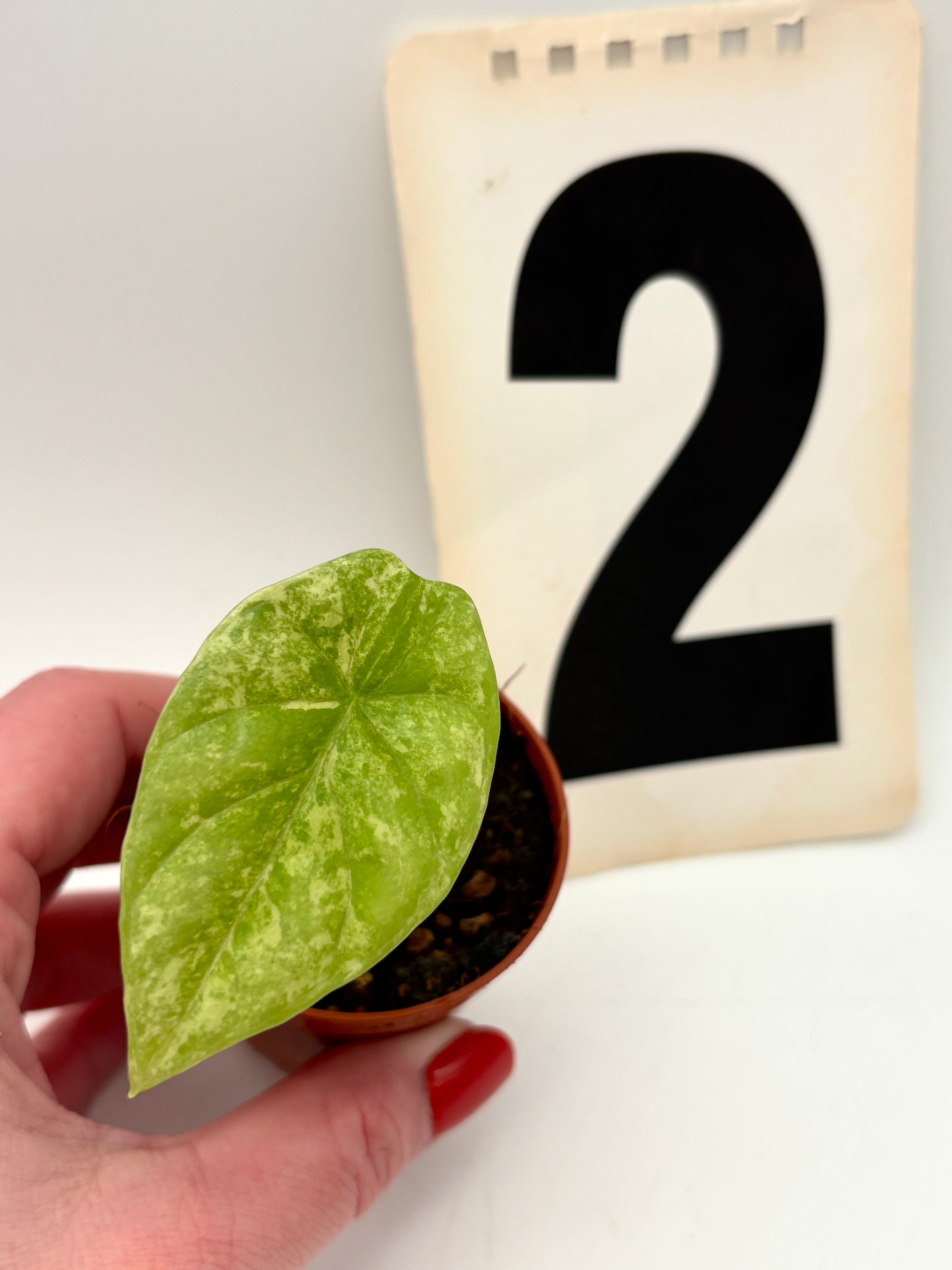 Alocasia Sinuata Variegata - Exotic-Flowers