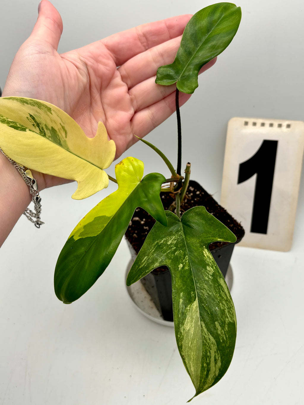 Philodendron Florida Beauty - Exotic-Flowers