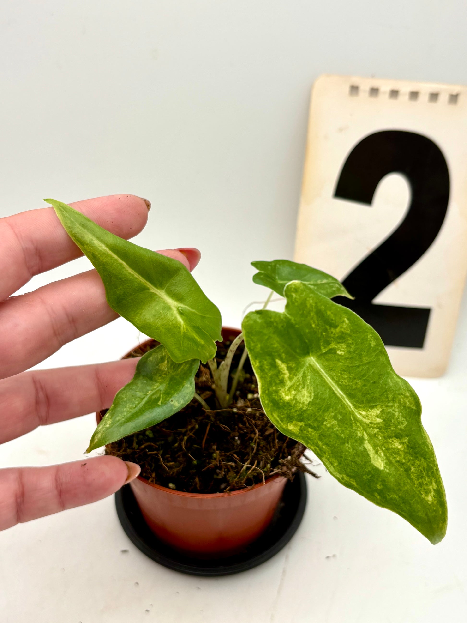 Alocasia Portei Variegata Pflanze mit großen grünen und weißen variierten Blättern, exotisch und attraktiv für Zimmerpflanzen.