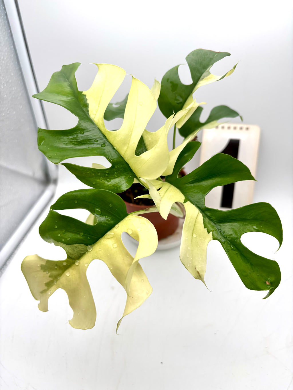 Rhaphidophora Tetrasperma Albo Variegata, Monstera Minima, mit grünen und weißen variierten Blättern, Zimmerpflanze, exotische Pflanze