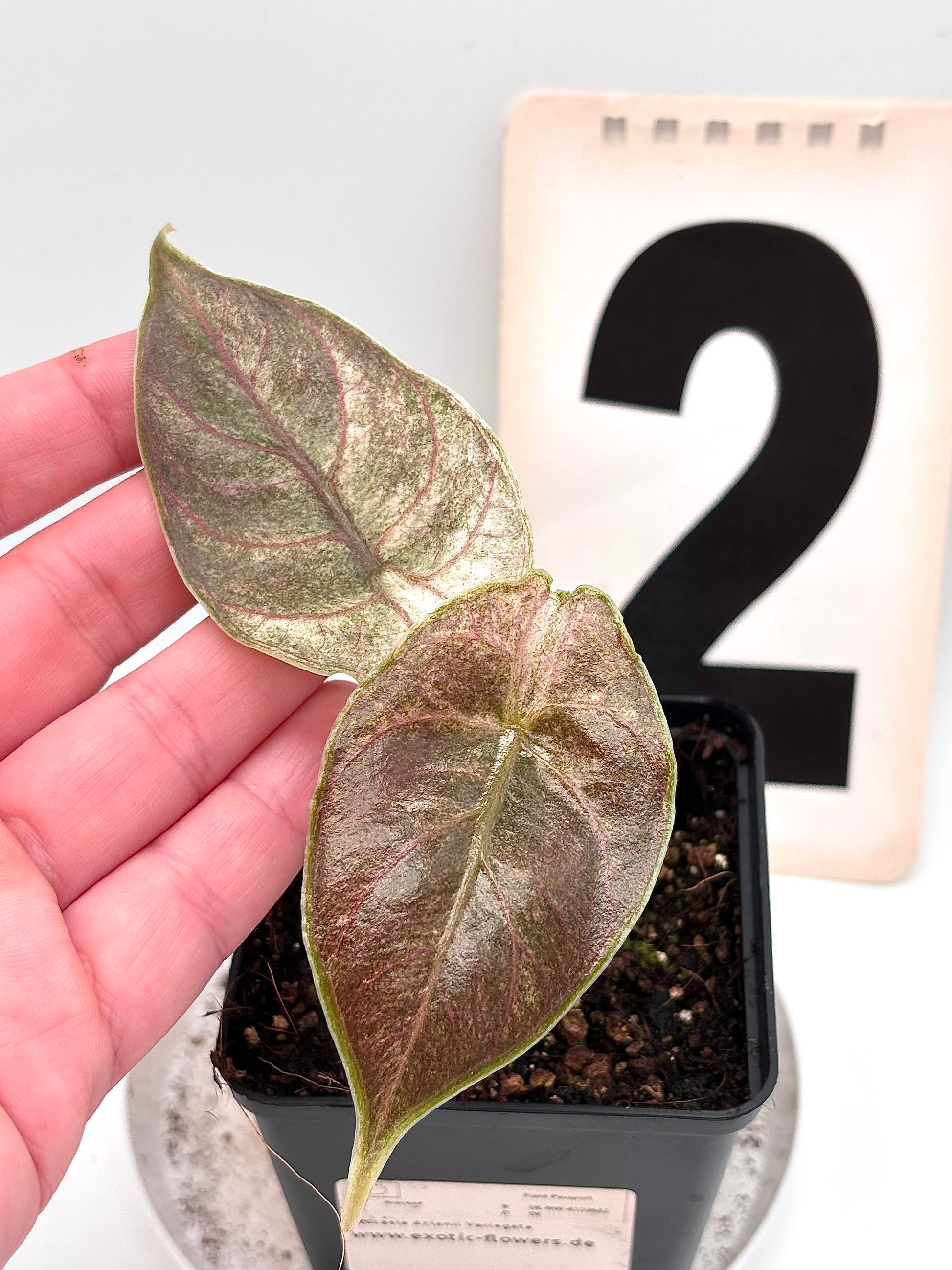 Alocasia Azlanii Variegata