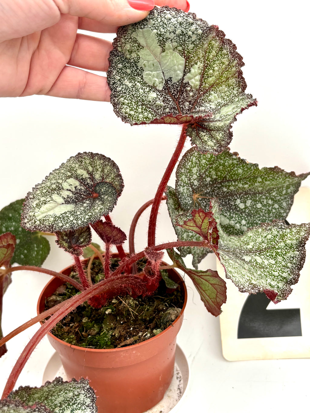 Begonia Speckled von Exotic-Flowers mit grünen Blättern und bunten, gesprenkelten Blüten auf einem Topf.