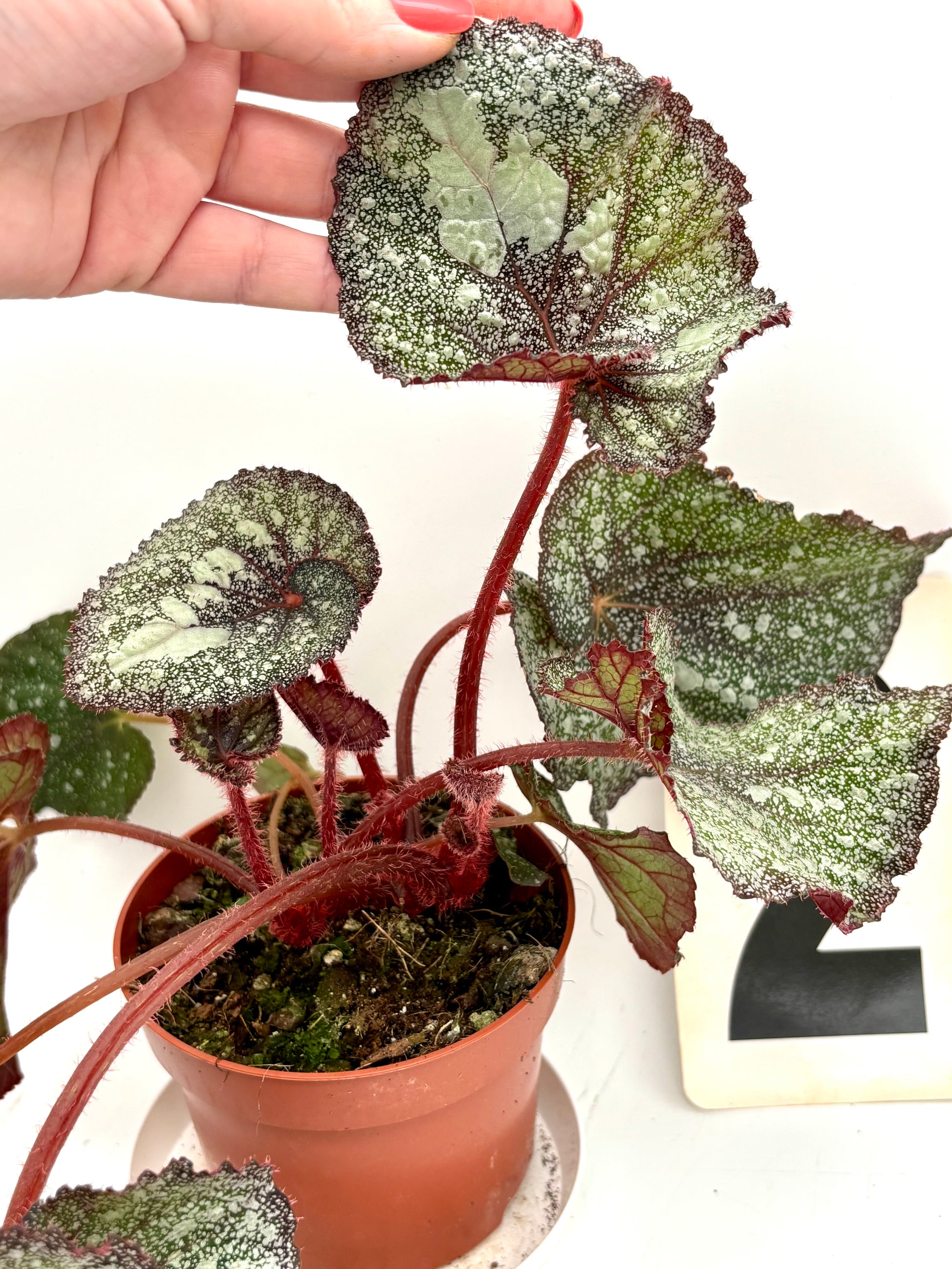 Begonia Speckled von Exotic-Flowers mit grünen Blättern und bunten, gesprenkelten Blüten auf einem Topf.