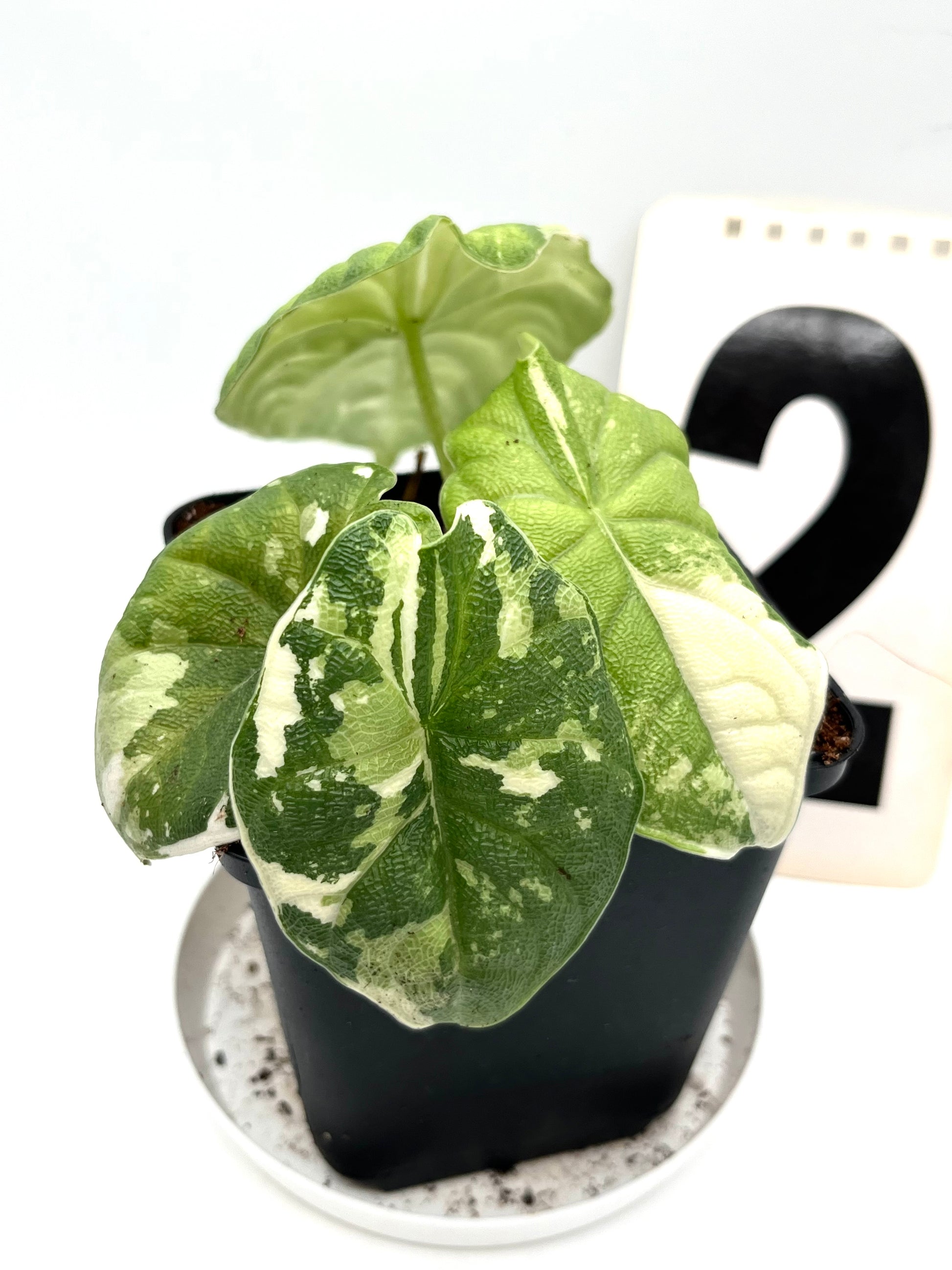 Alocasia Melo Albo Variegata