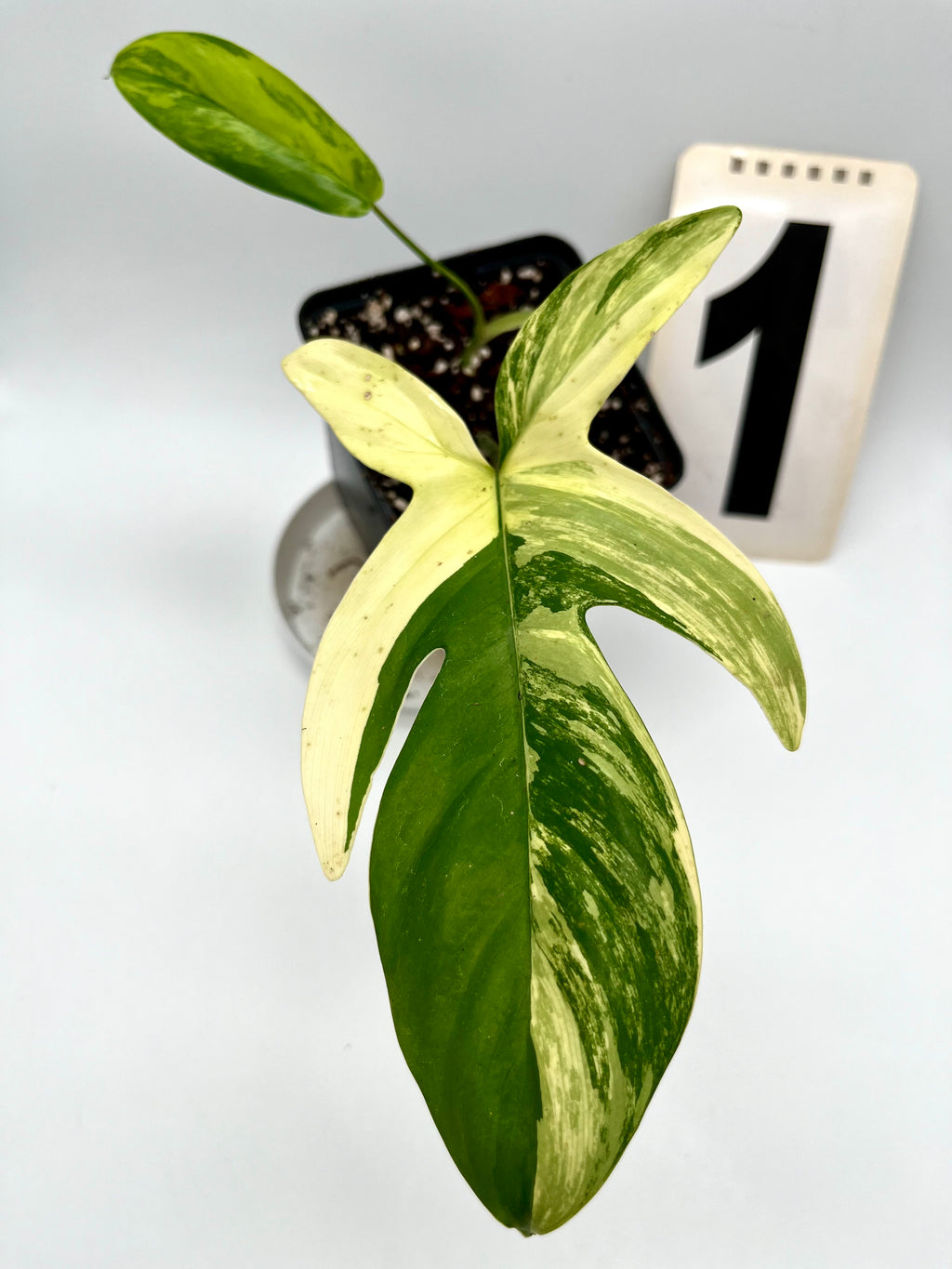 Philodendron Florida Beauty