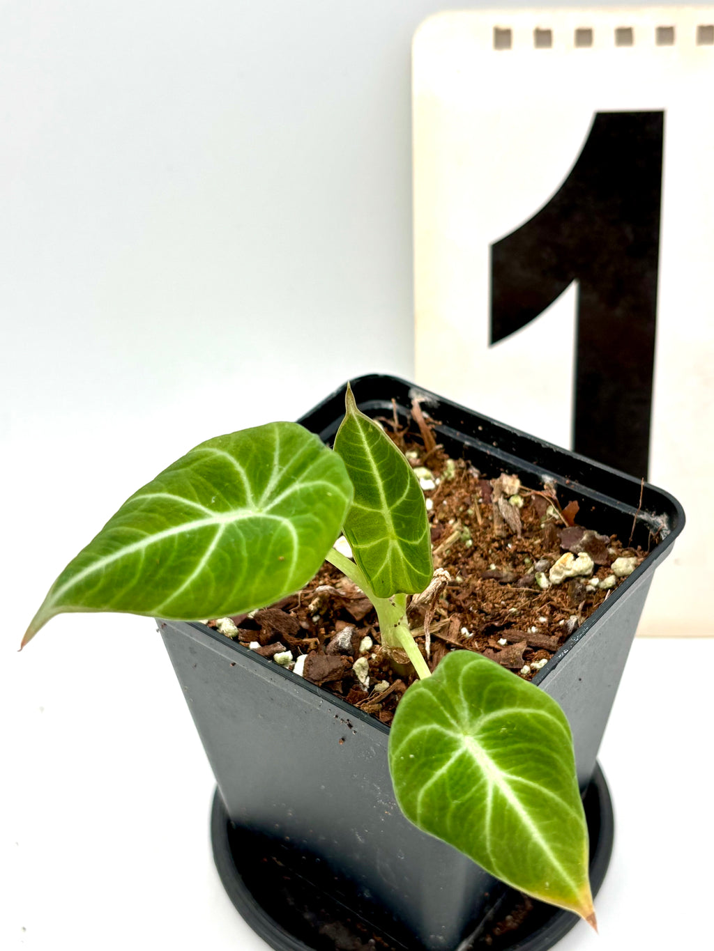 Grüne Alocasia Green Velvet Pflanze mit samtigen Blättern, exotisches Zimmerpflanzen-Design, von Exotic-Flowers