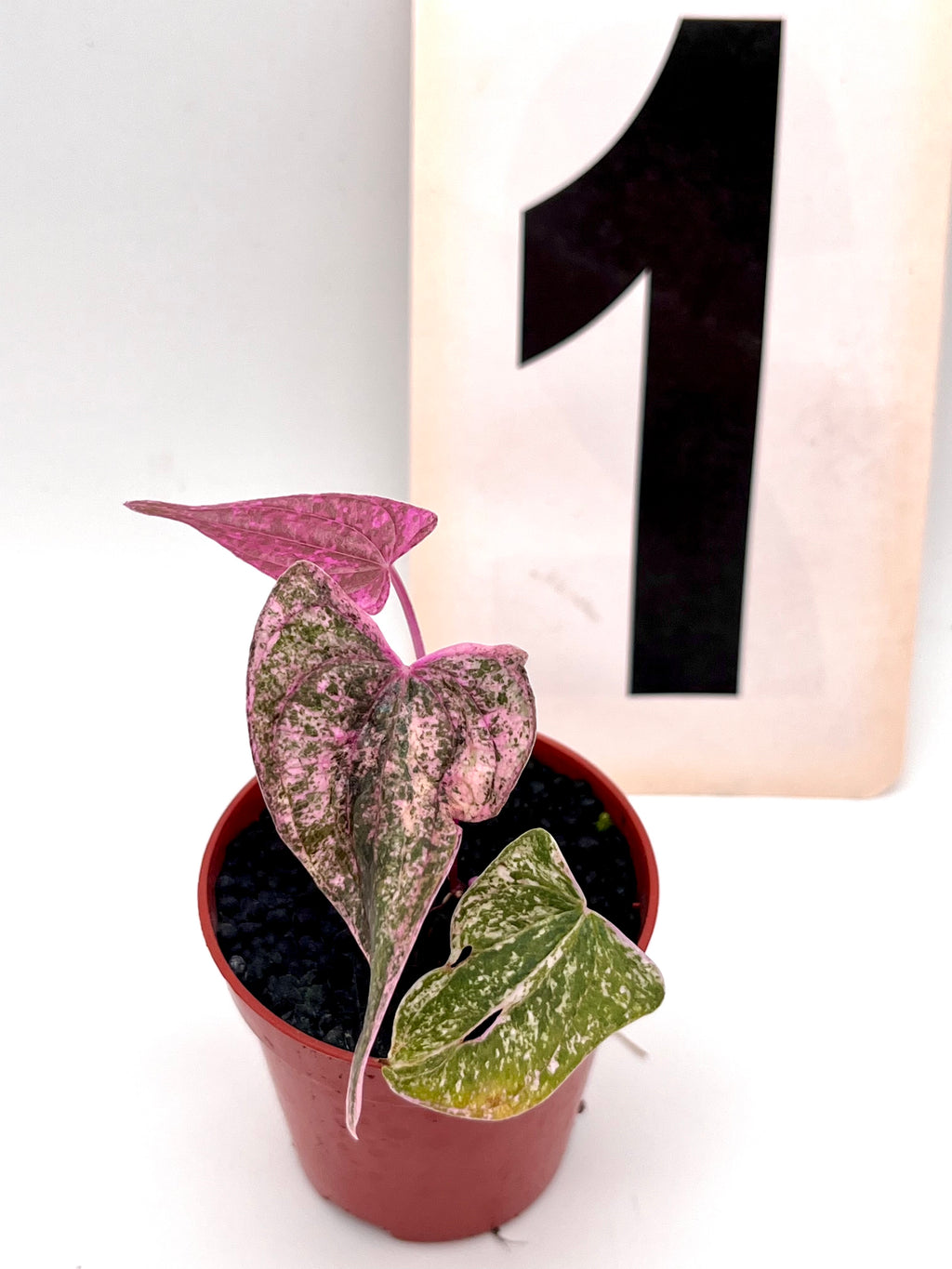Dioscorea Pixel