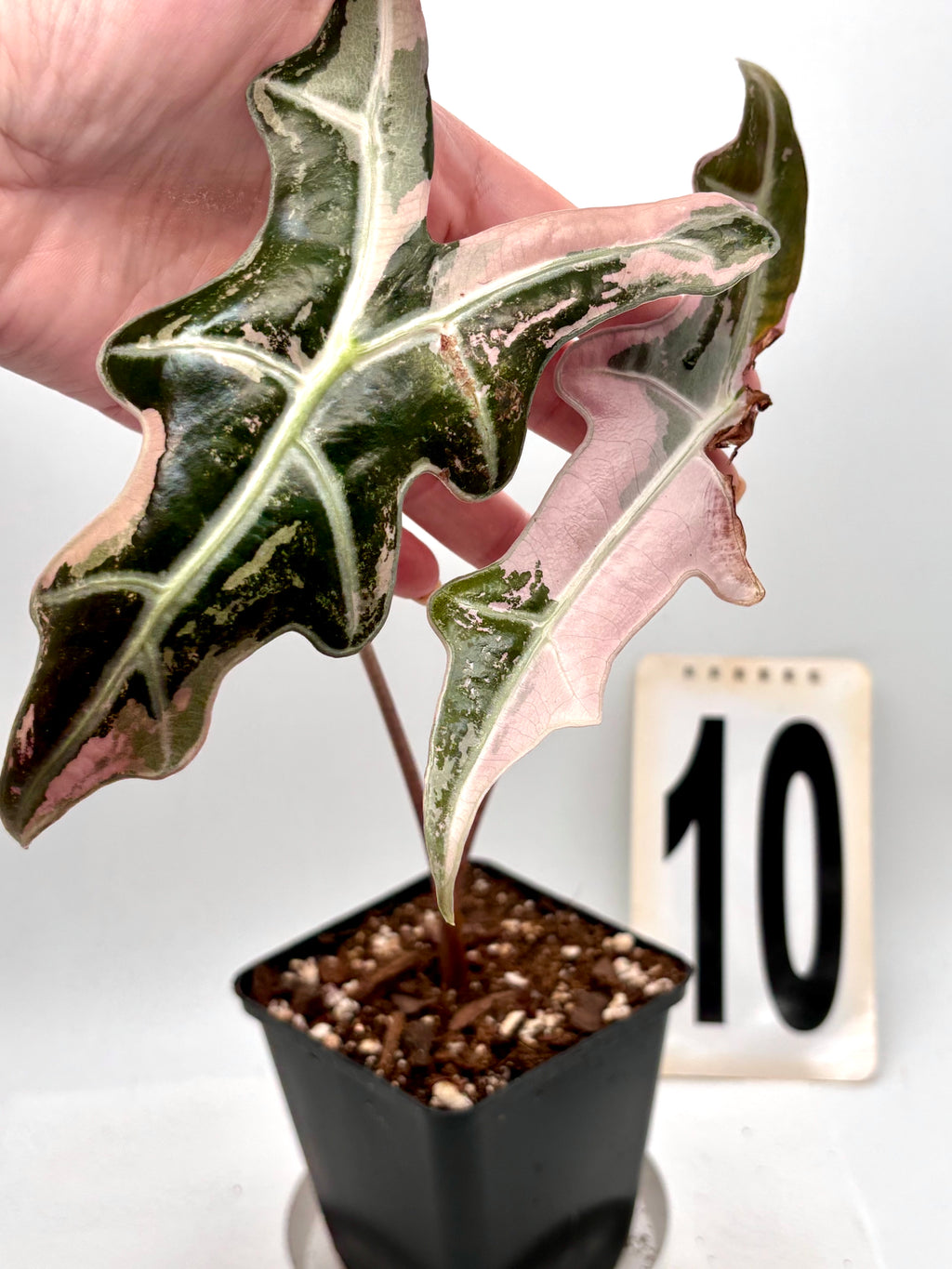 Variegierte Alocasia Nobilis Pflanze von Exotic-Flowers, große grüne Blätter mit weißen Musterungen, dekorativ und exotisch.