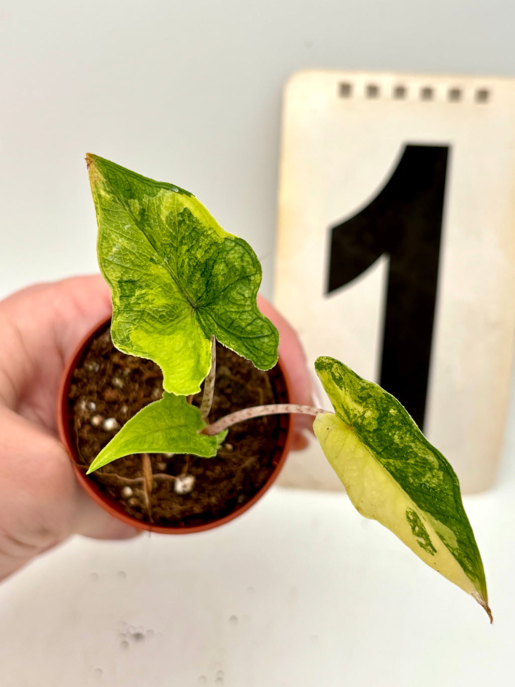Alocasia Jacklyn Variegata Pflanze mit großen grün-weißen Blättern, ideal für tropische Zimmerpflanzen, von Exotic-Flowers