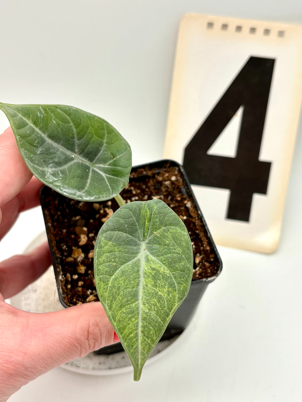 Alocasia Maharani Aurea Variegata