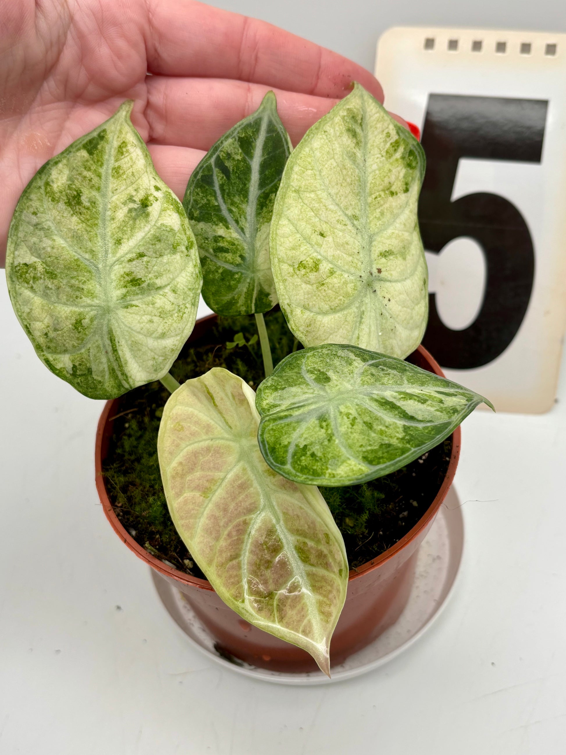 Alocasia Ninja Tricolor