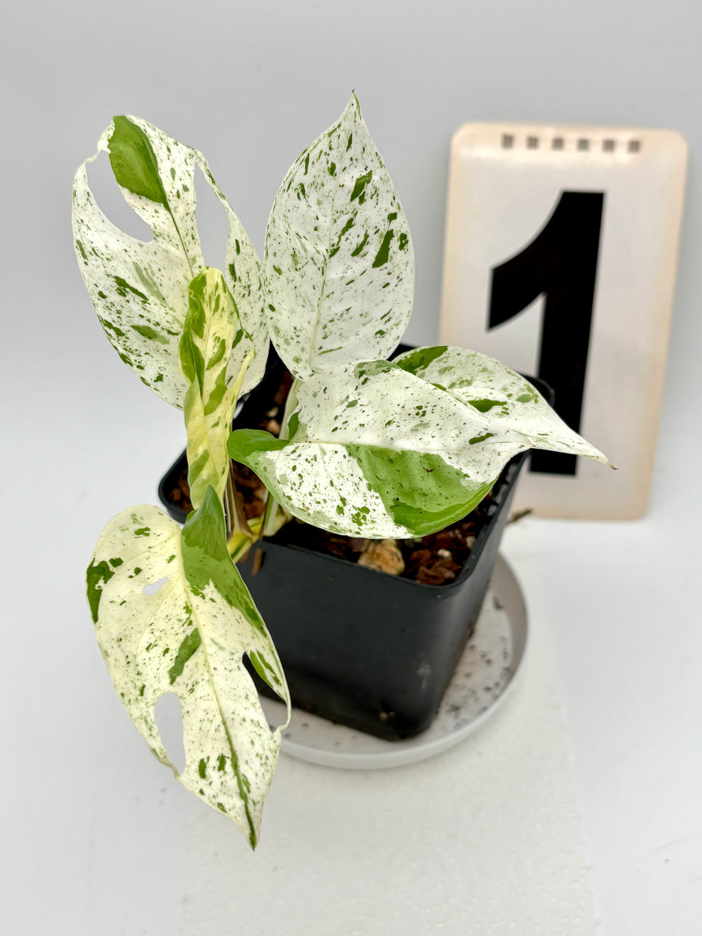 Epipremnum Pinnatum Marble Variegata