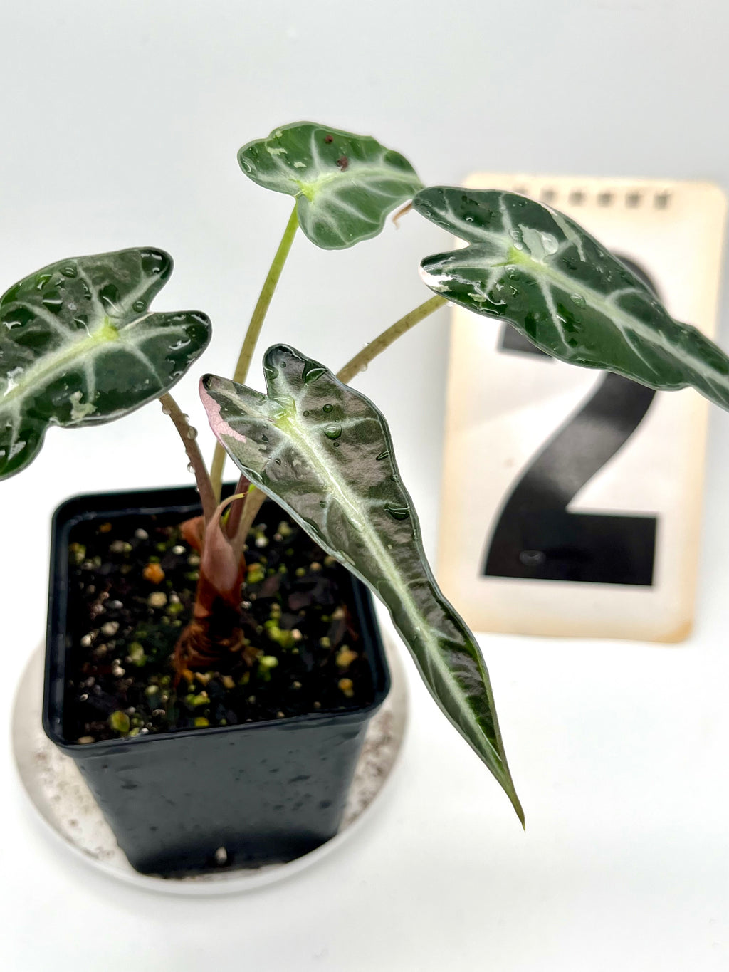Alocasia Bambino Variegata