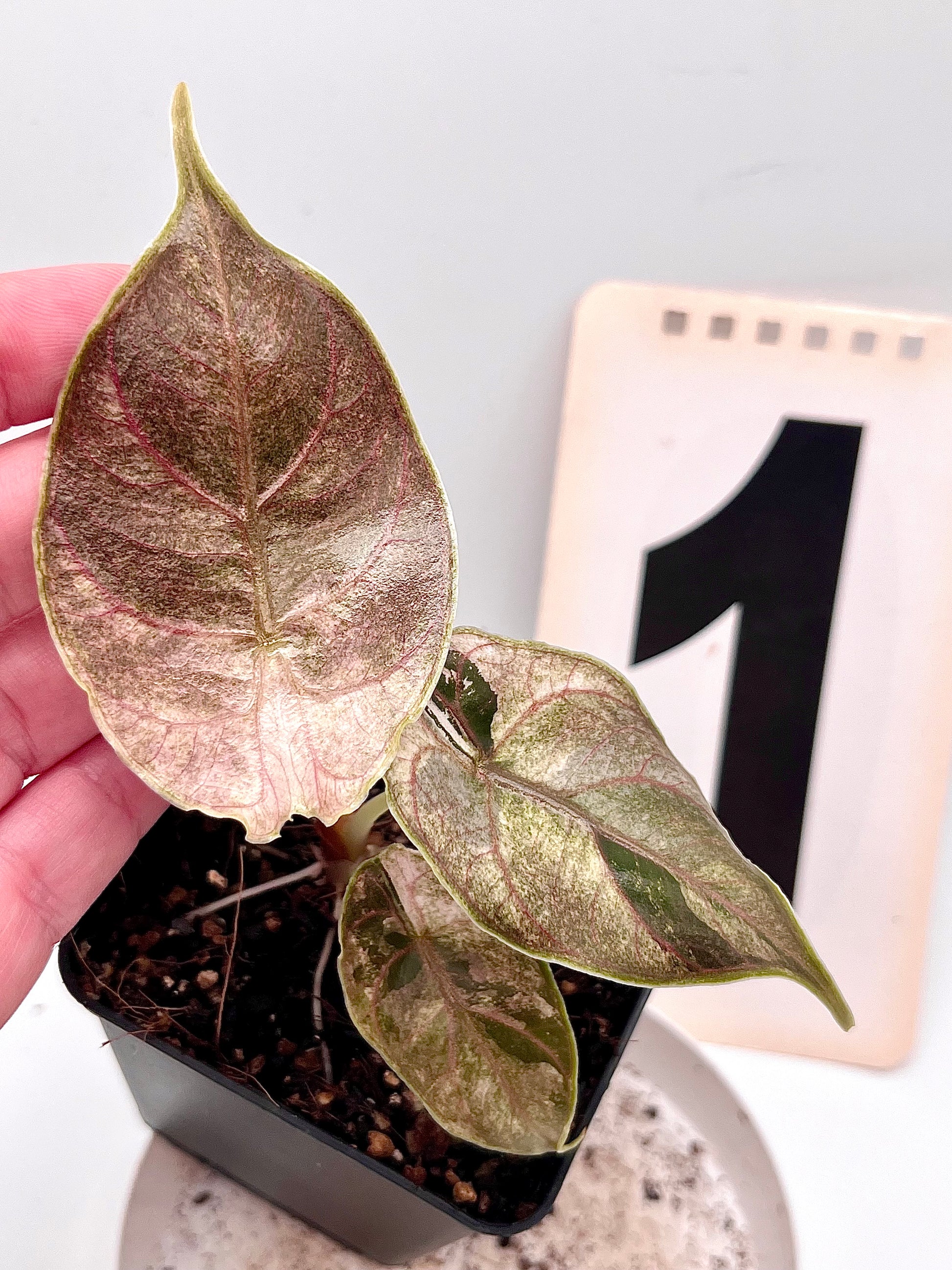 Alocasia Azlanii Variegata