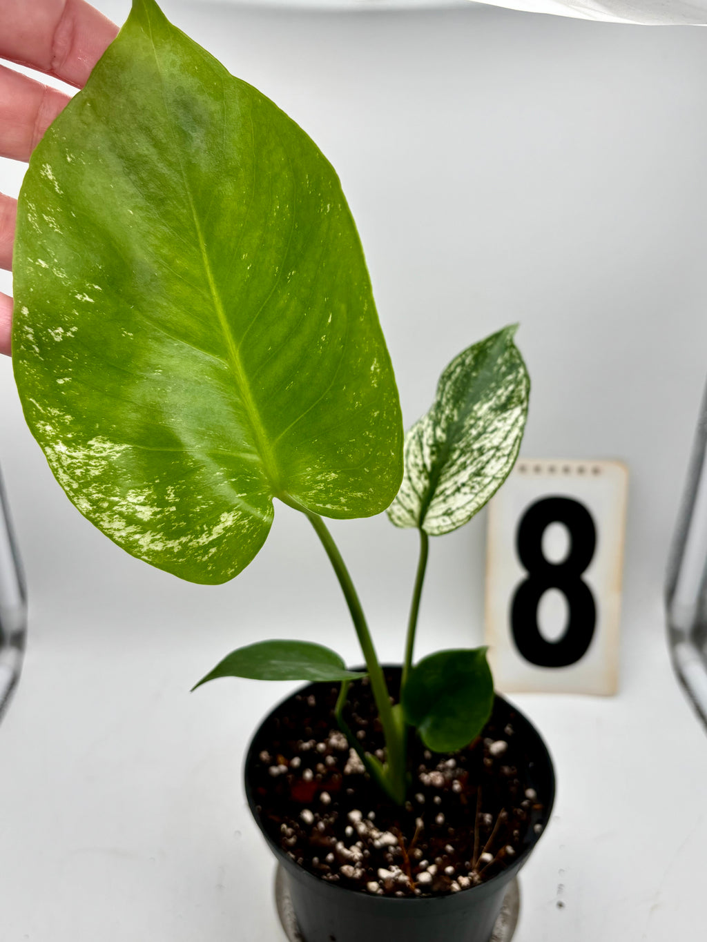 Monstera Devil Monster Variegata