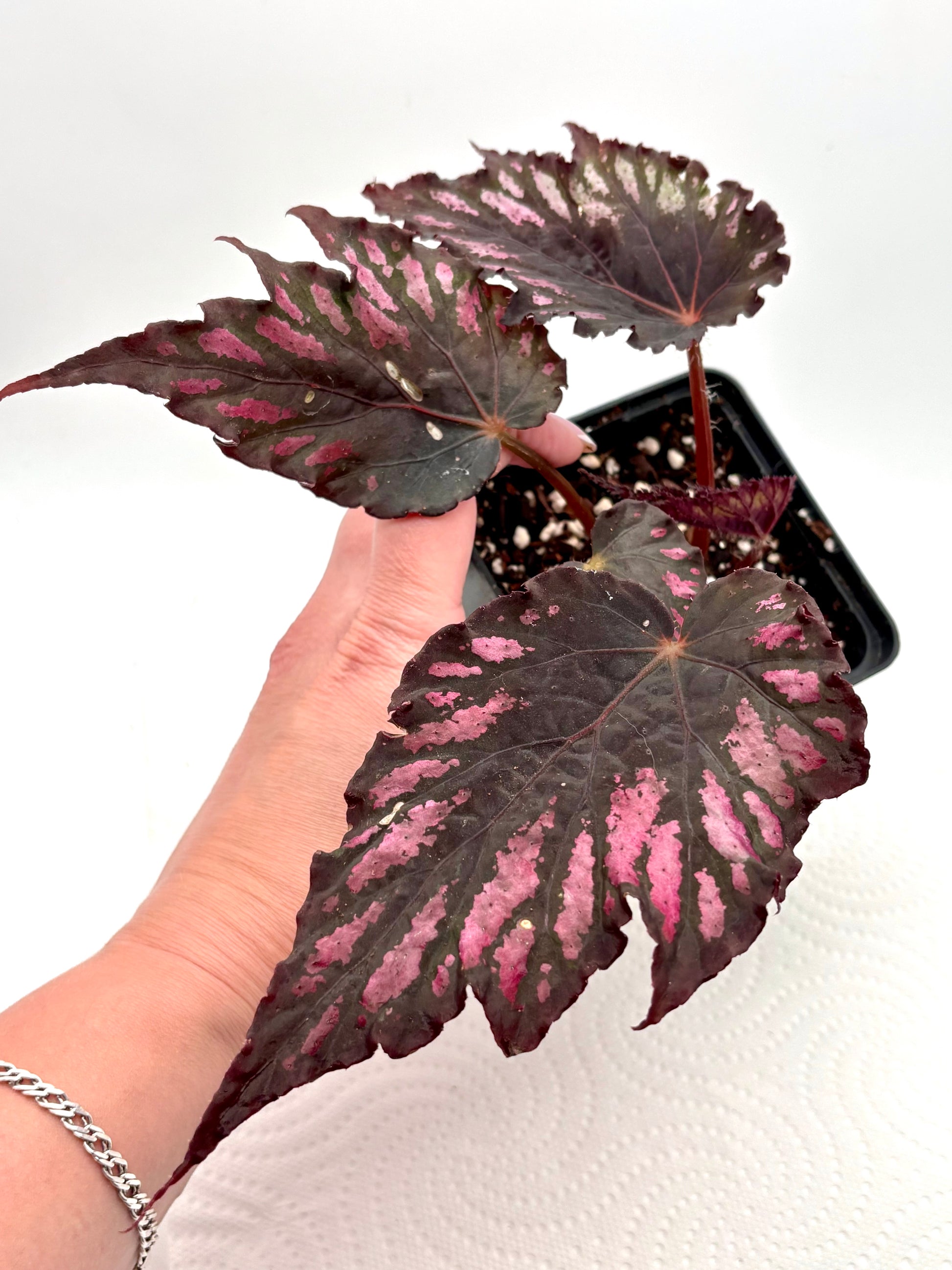 Begonia Rex 2