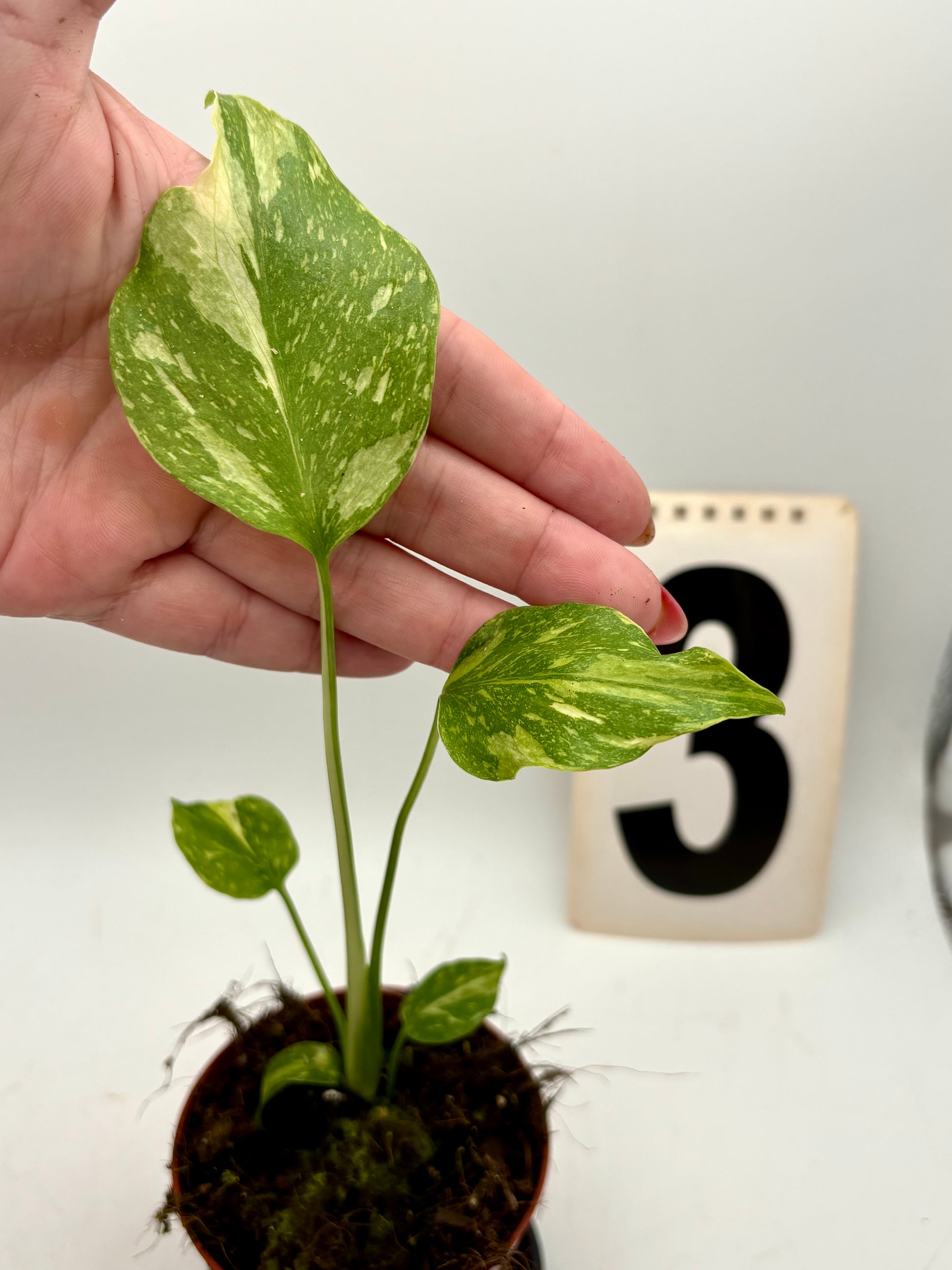 Monstera Electrolyte