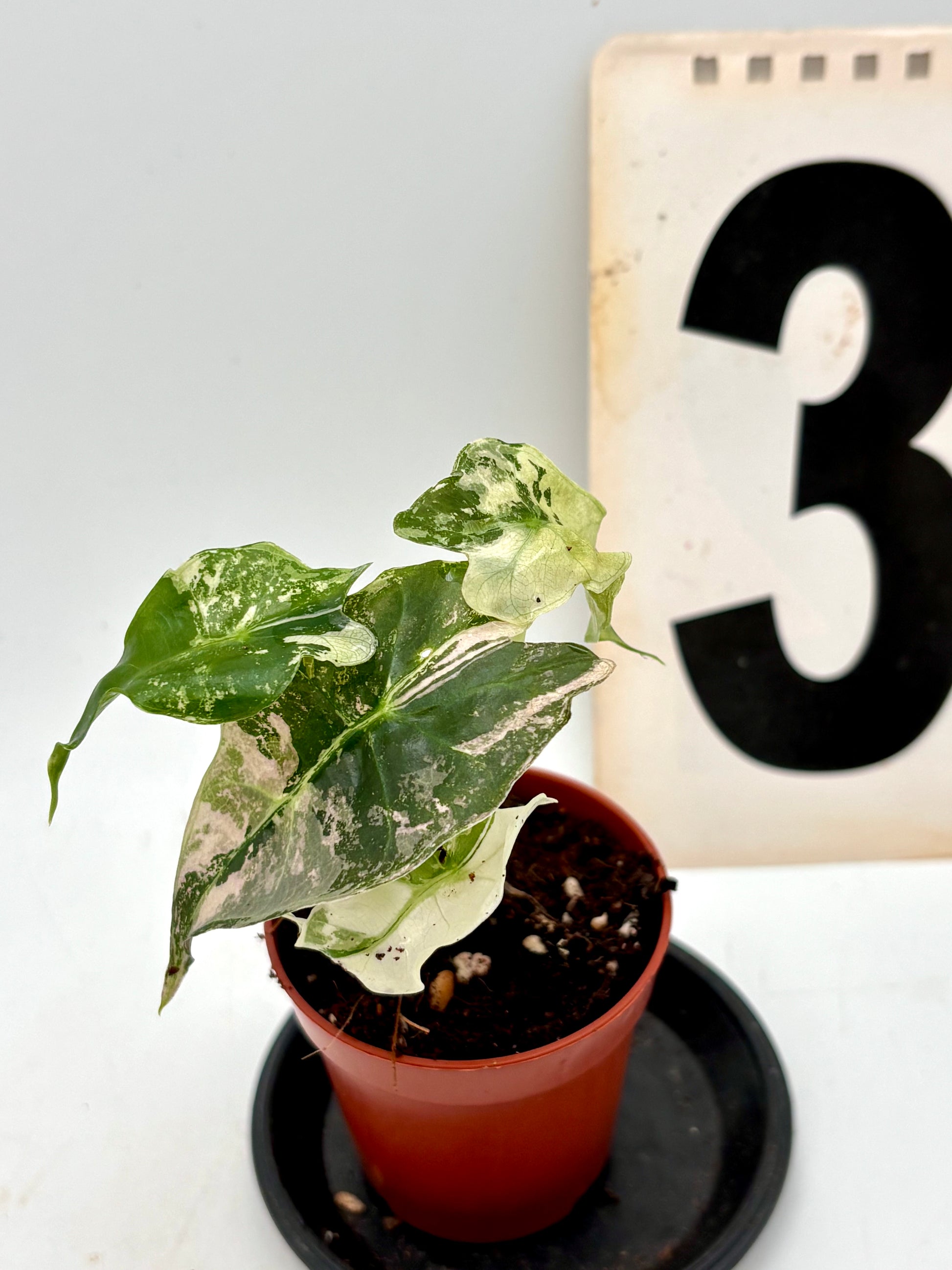 Alocasia Polly Variegata ‚Snowflake‘