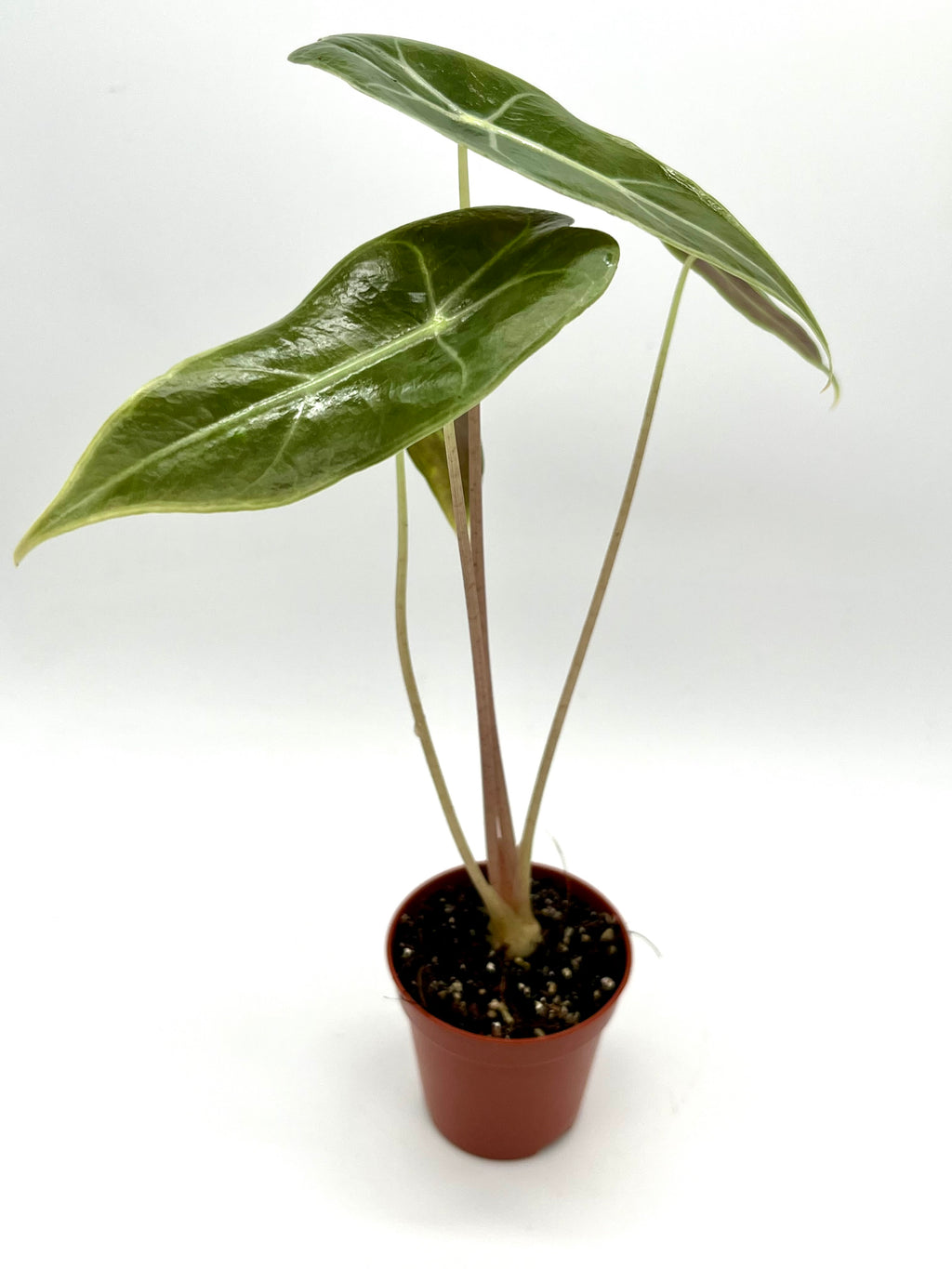 Alocasia Watsoniana Red Vein
