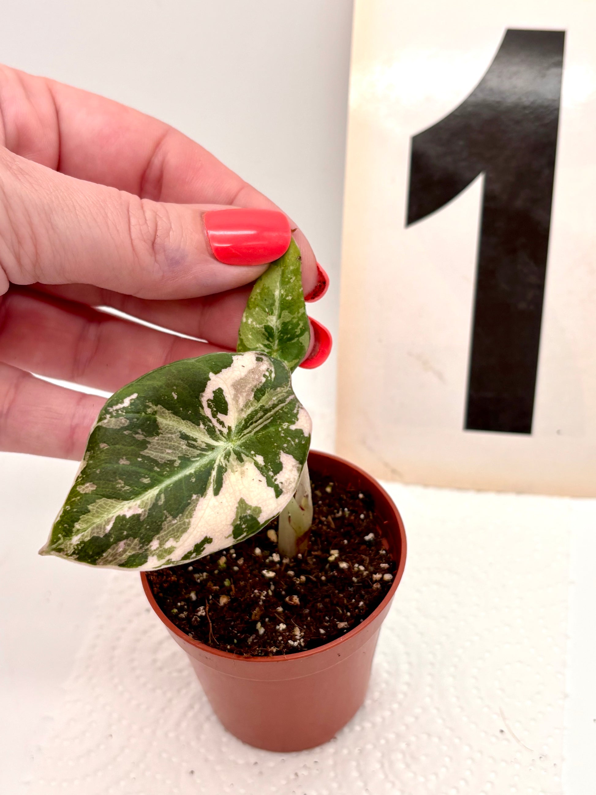 Alocasia Black Velvet Variegata