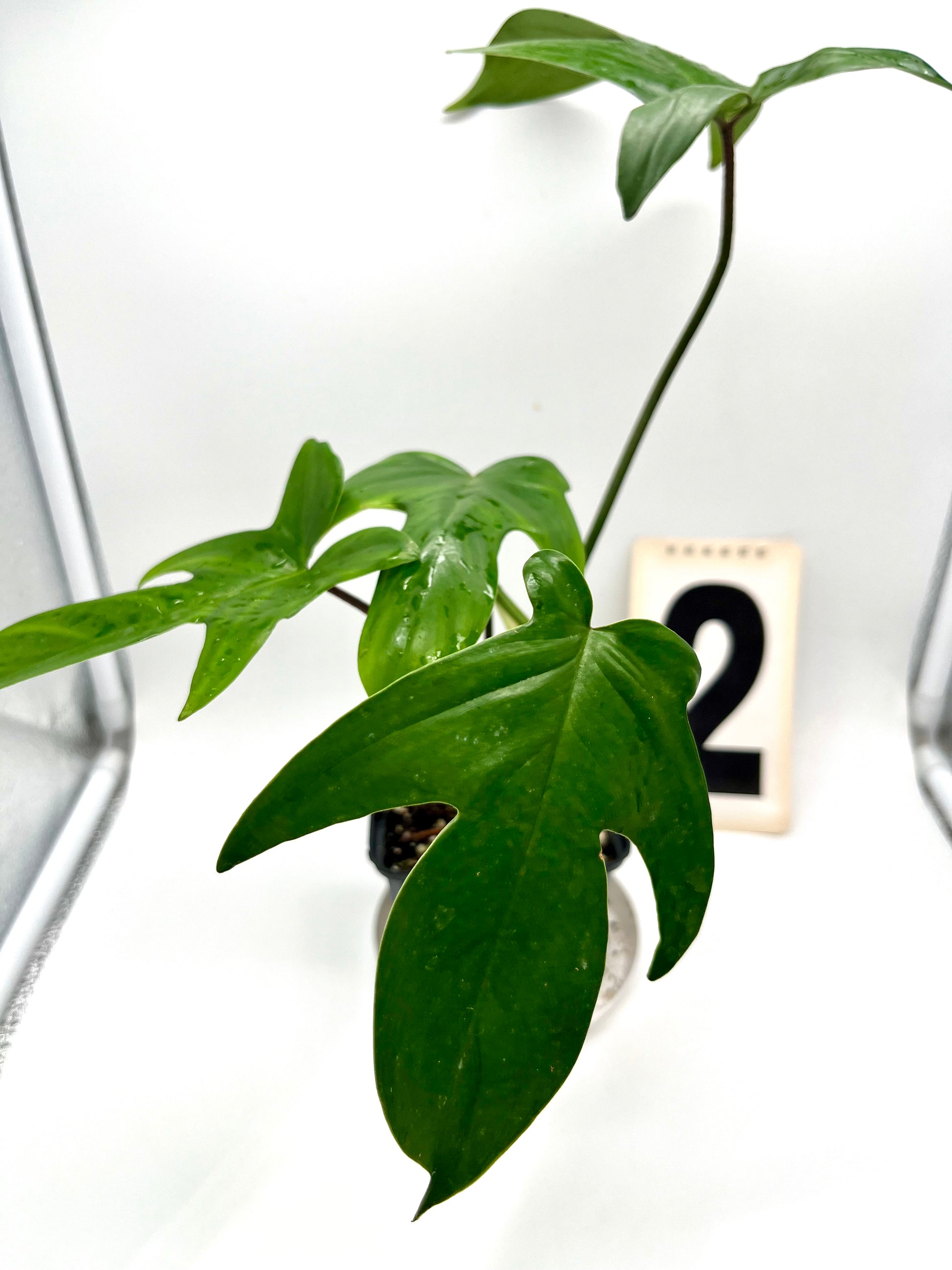 Philodendron Florida Beauty Green