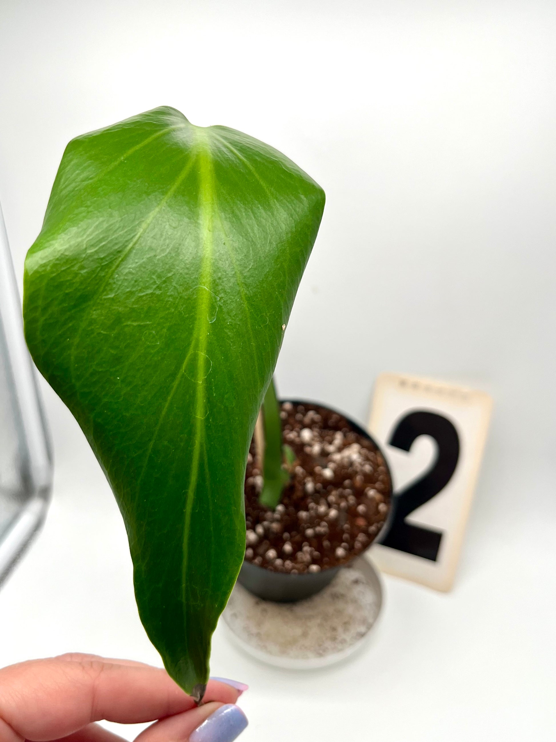 Monstera Burle Marx Flame / Dilacerata