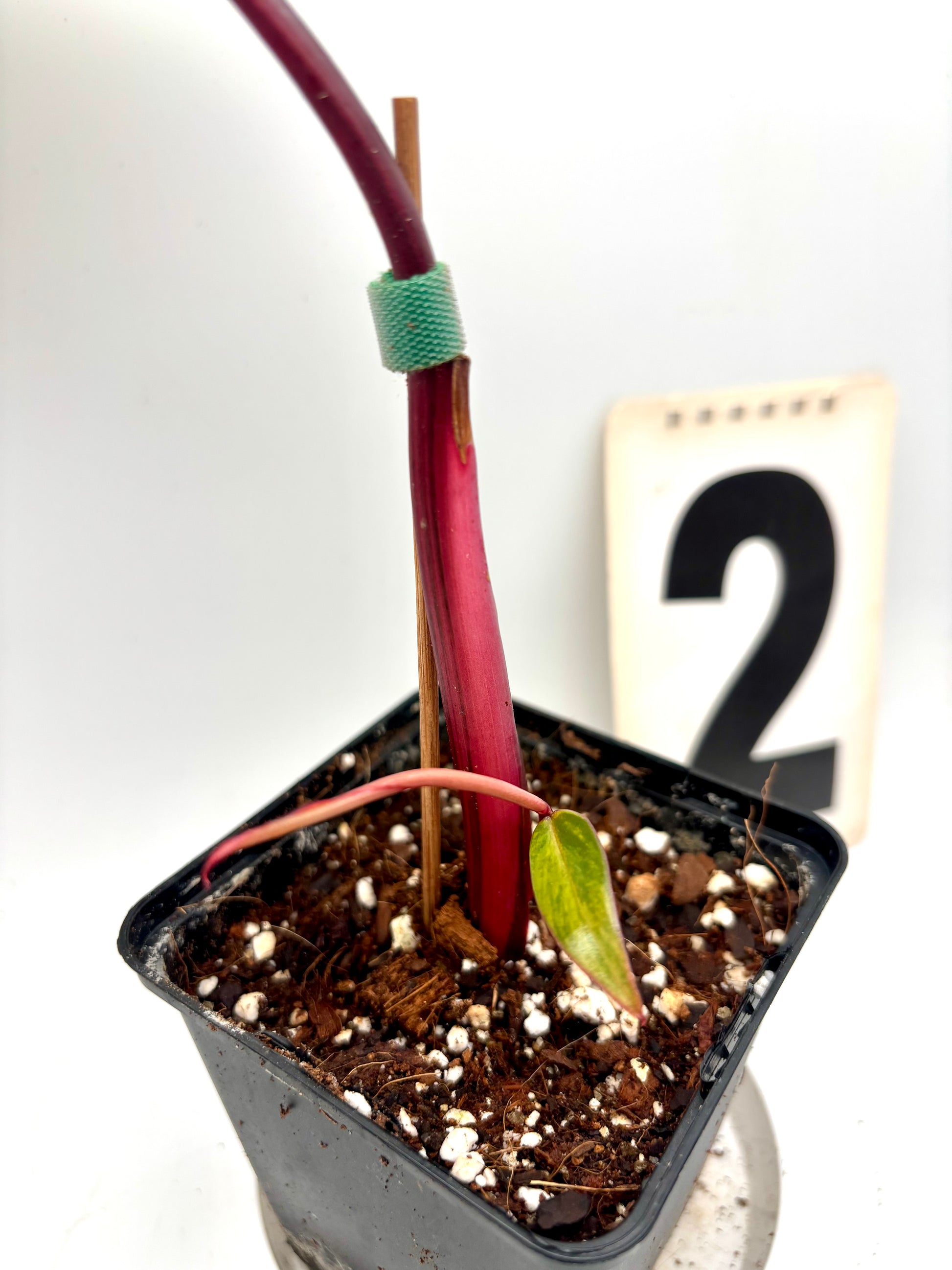 Philodendron Strawberry Shake - Exotic-Flowers