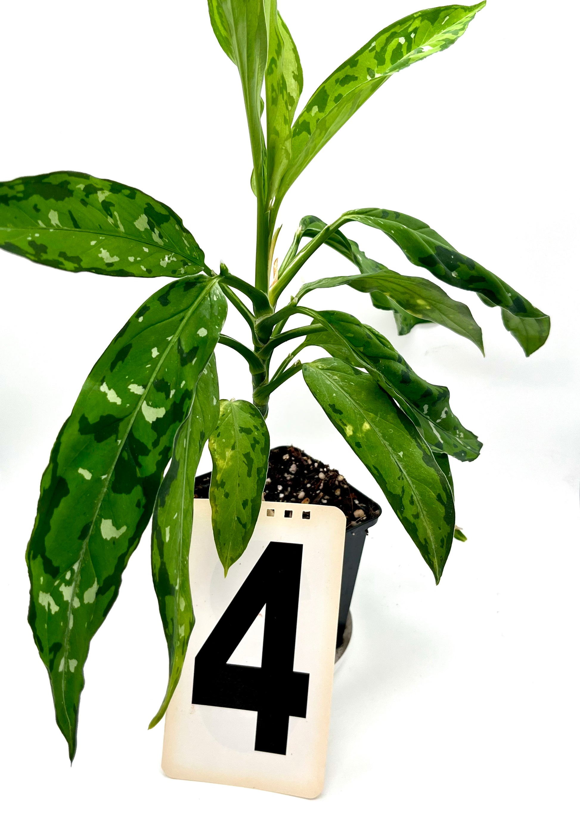 Aglaonema Pictum Tricolor - Star Spot