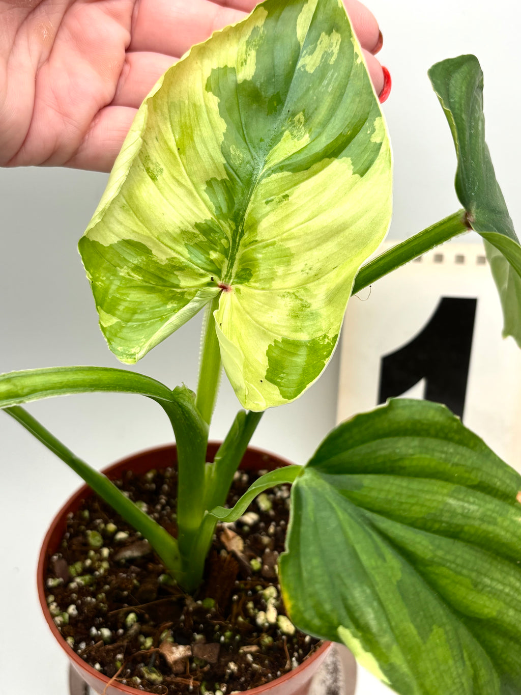 Philodendron Plowmanii Variegata - Exotic-Flowers