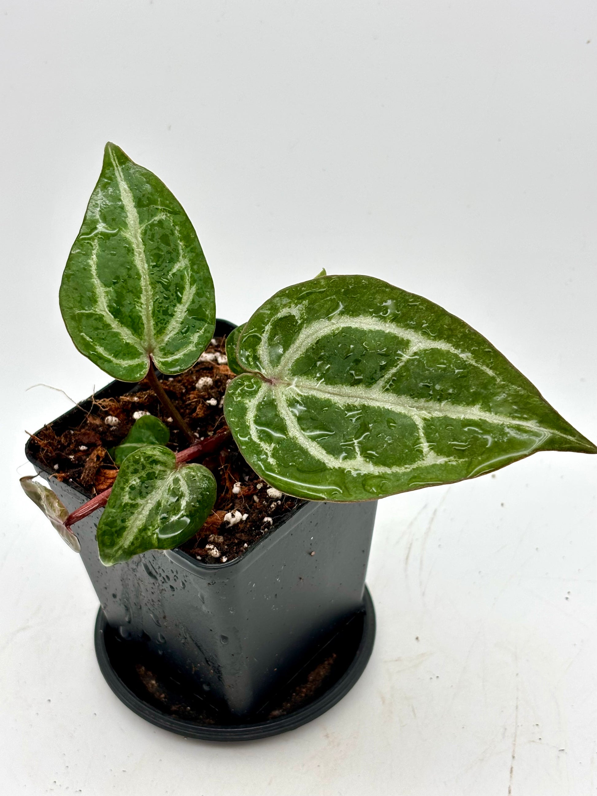 Anthurium Michelle