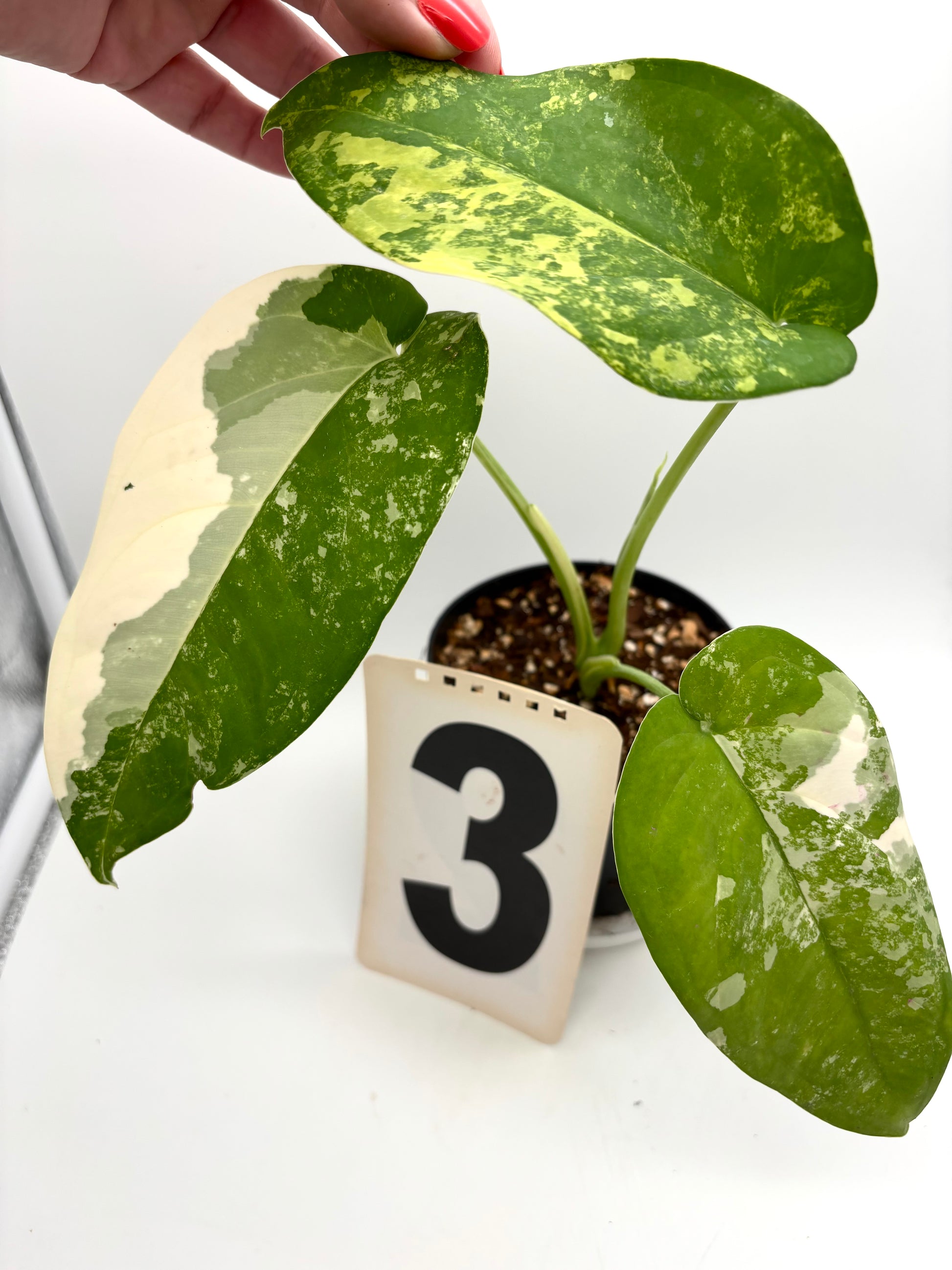 Syngonium Chiapense Variegata