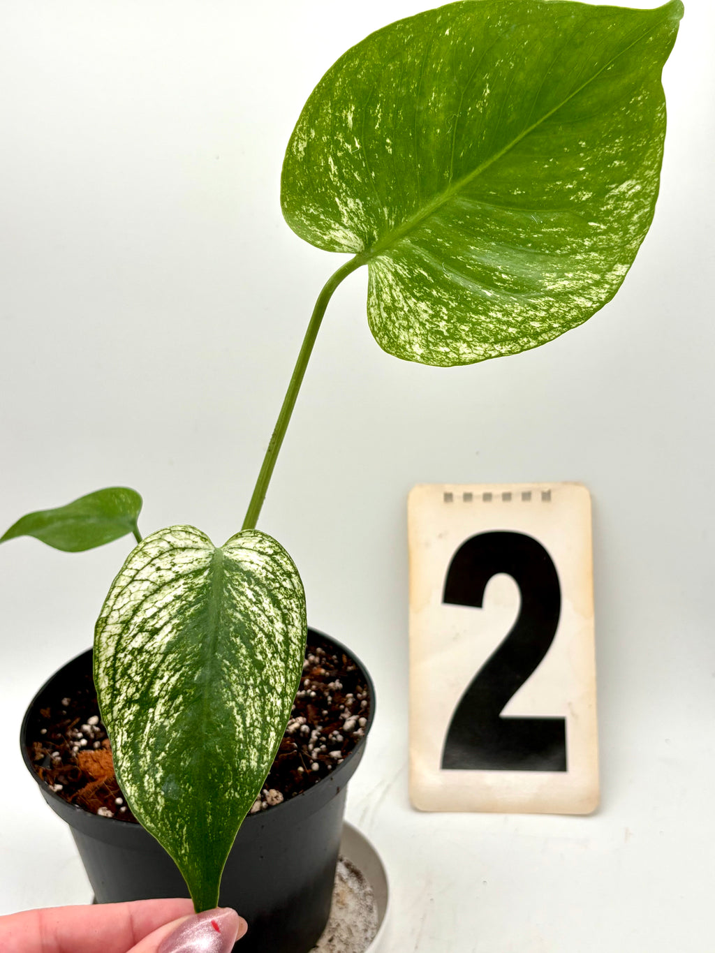 Monstera Devil Monster Variegata