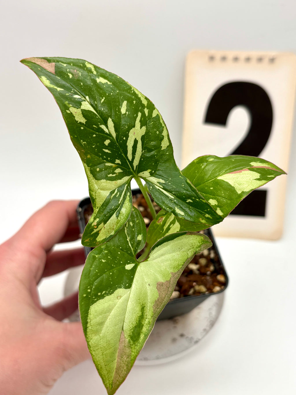 Syngonium Red Spot Tricolor