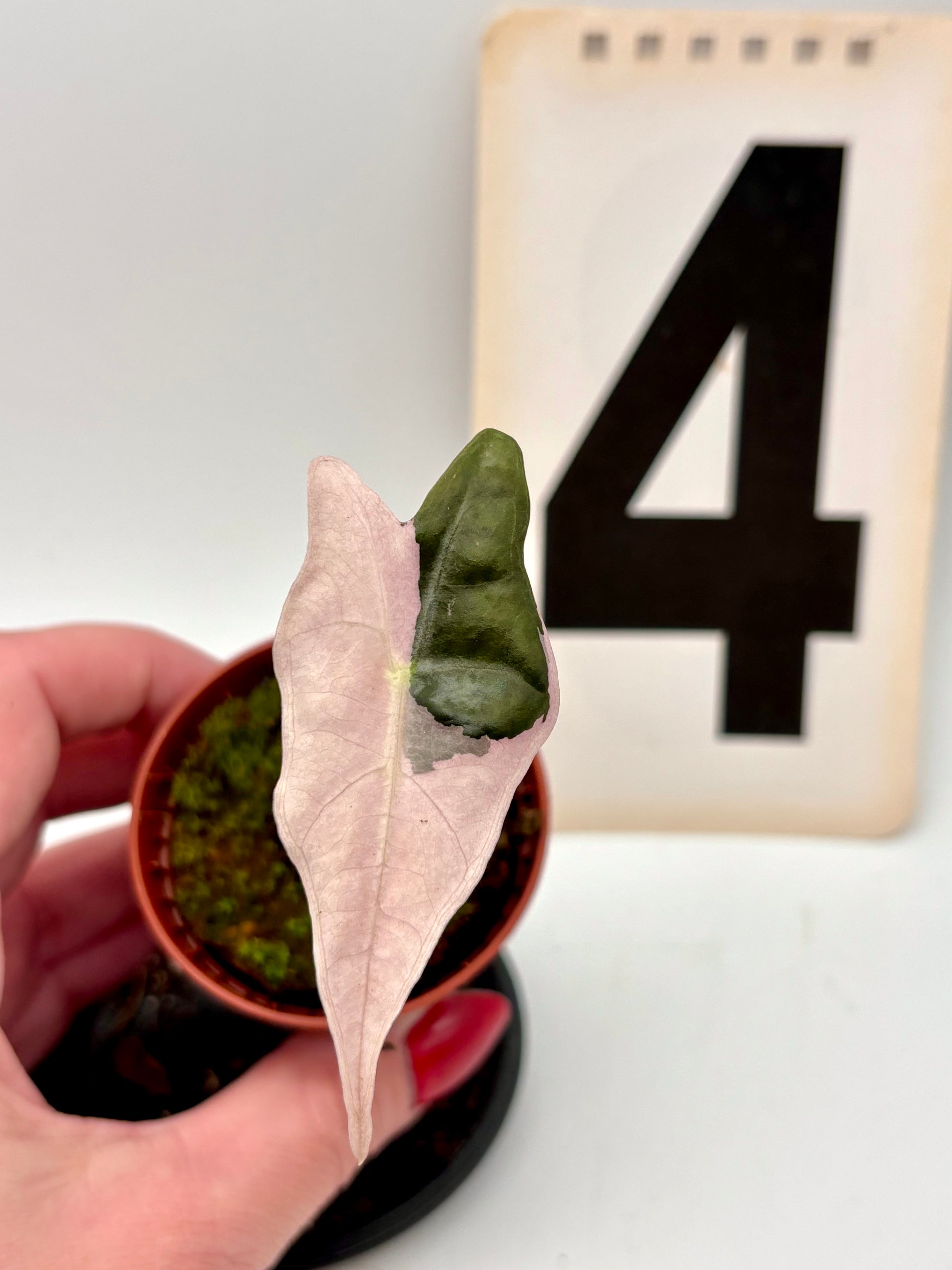 Variegierte Alocasia Nobilis Pflanze von Exotic-Flowers mit großen grün-weißen Blättern, im Topf auf einem Holztisch.
