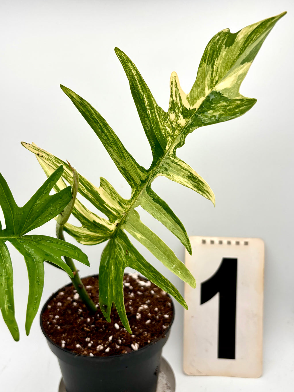 Exotischer Philodendron Tortum Variegata x Florida Beauty, grüne und variegierte Blätter, lebendiges Pflanzenbild, Top-Qualität