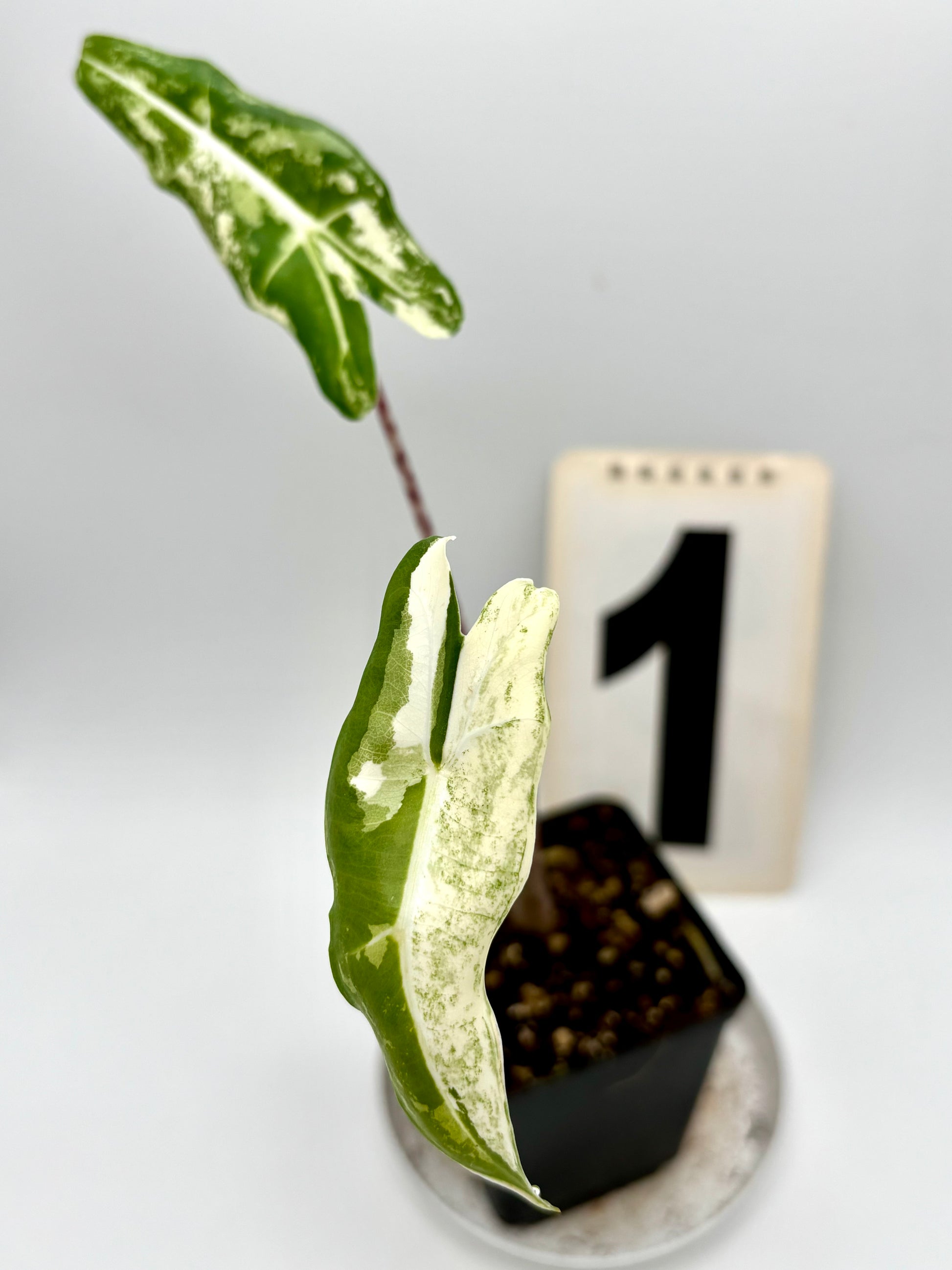 Alocasia Sarian Albo Variegata